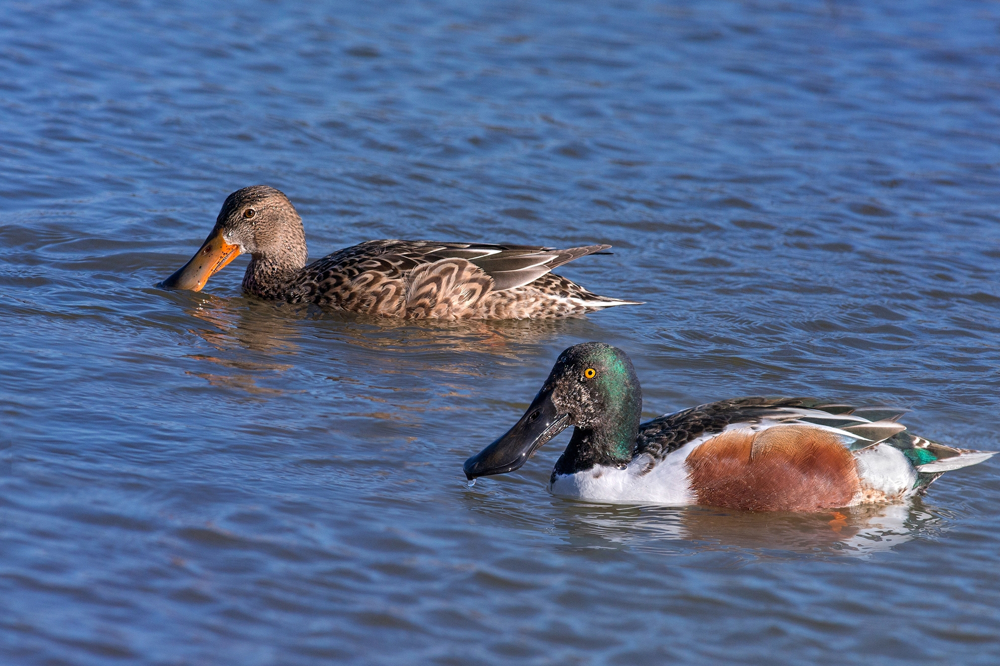 Shoveler