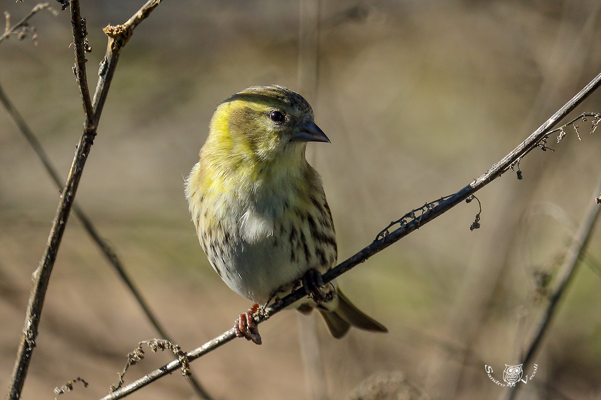 Siskin