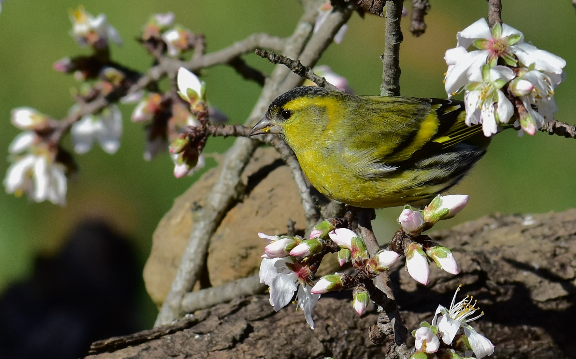 Siskin spring