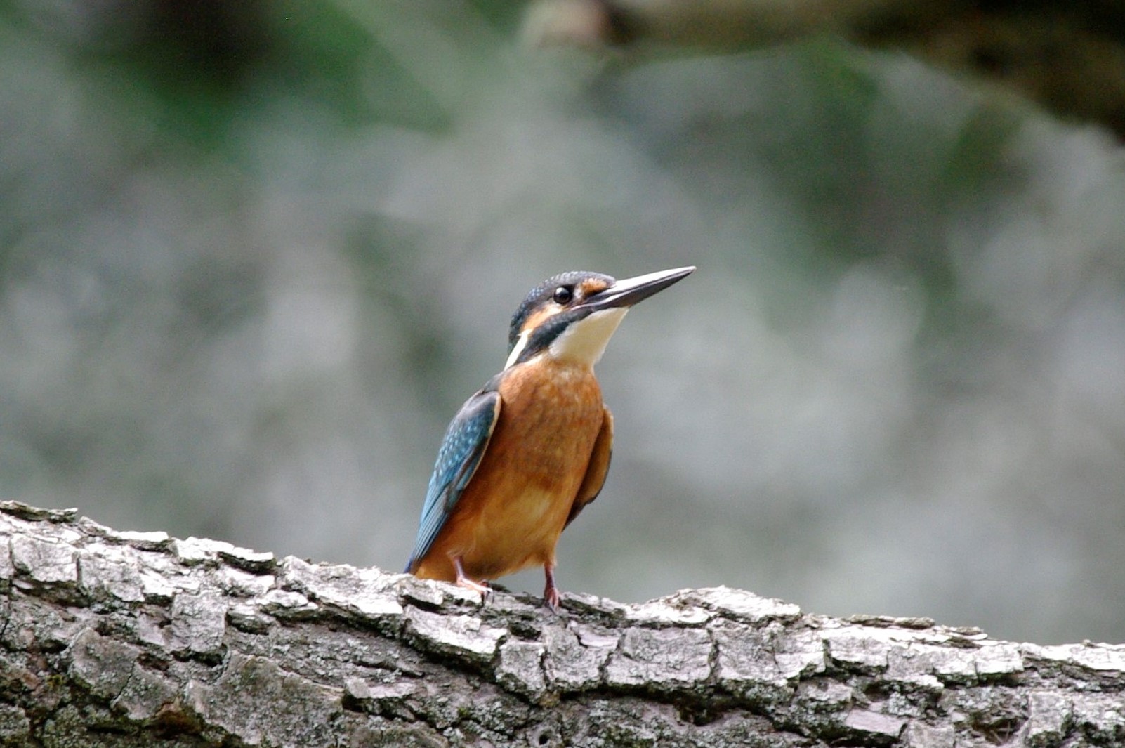 Kingfisher
