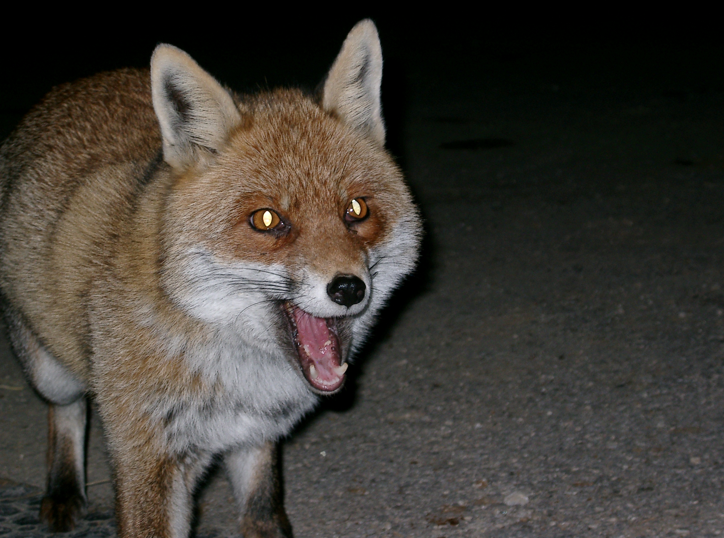 volpe Campo imperatore