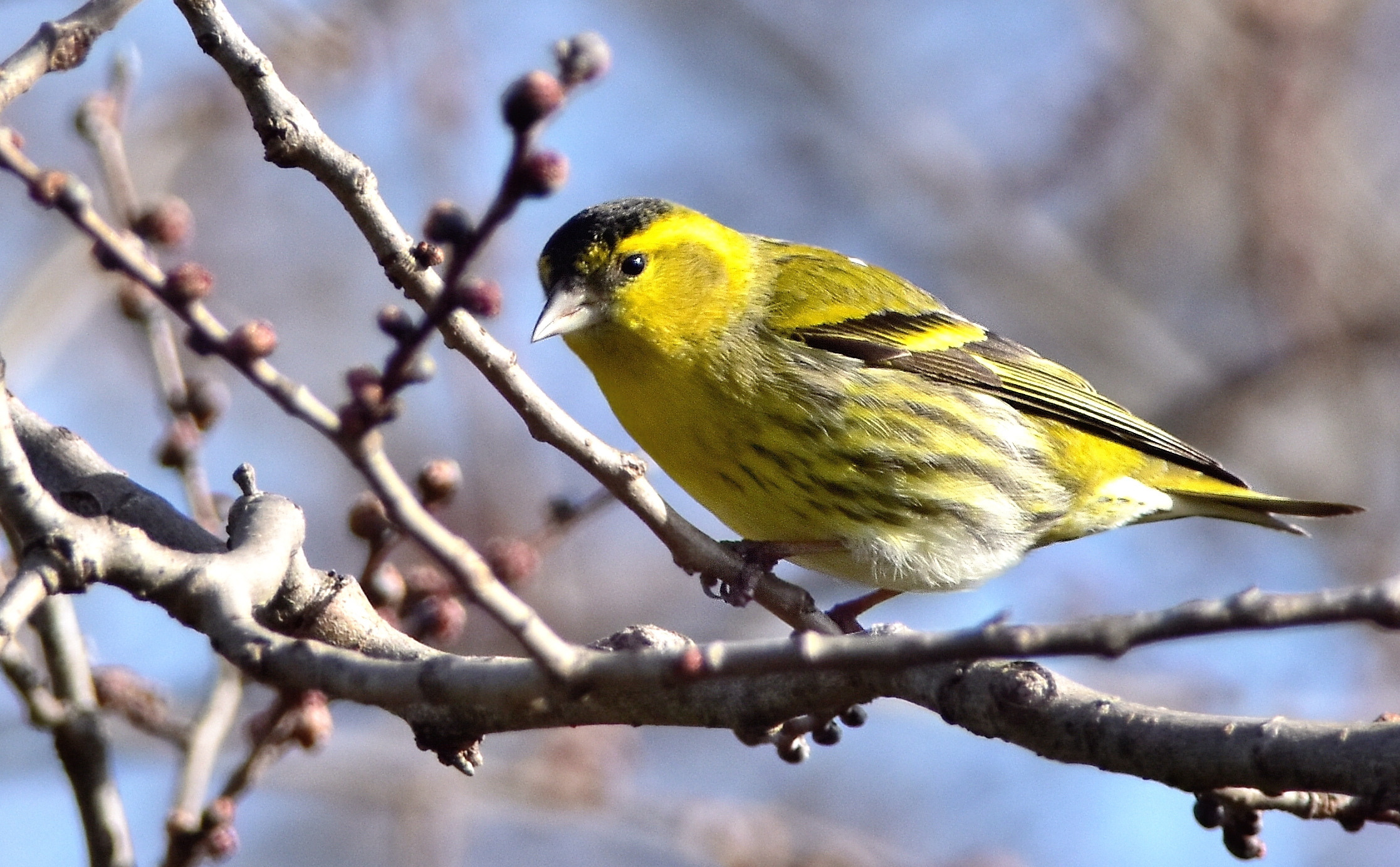 Siskin (Carduelis spinus)