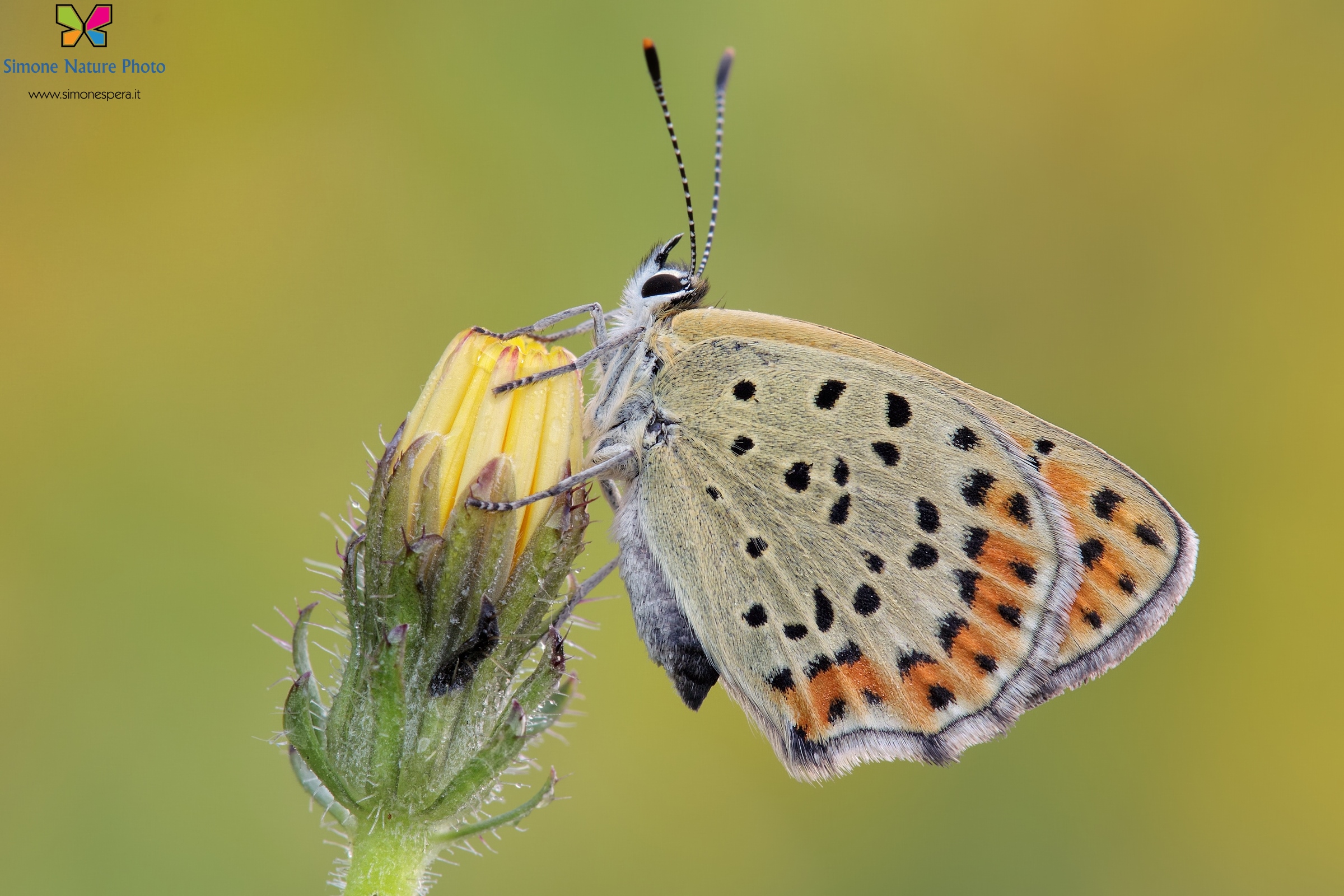 Lycaena tityrus (Poda, 1761)