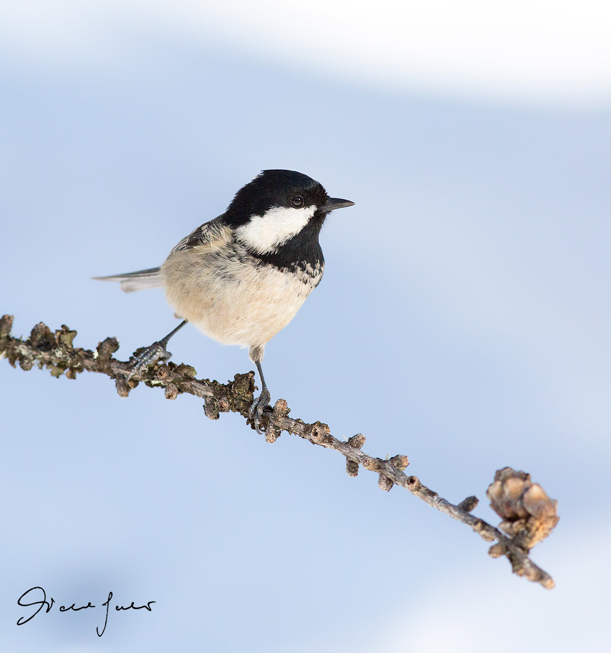 Coal Tit