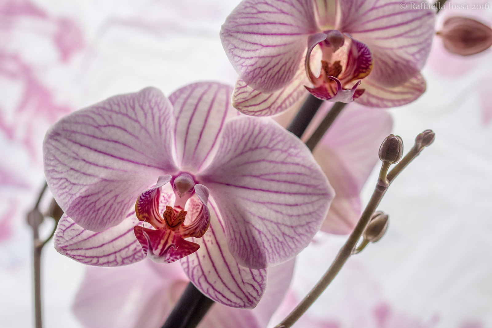 phalaenopsis