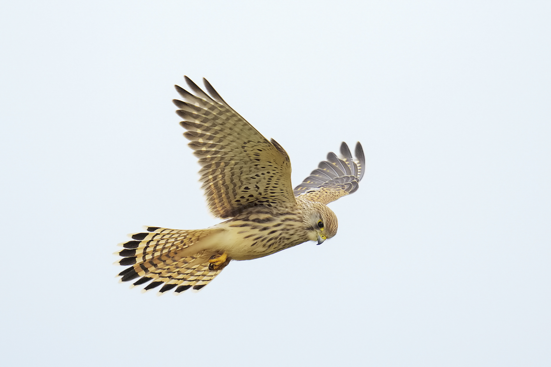 Kestrel