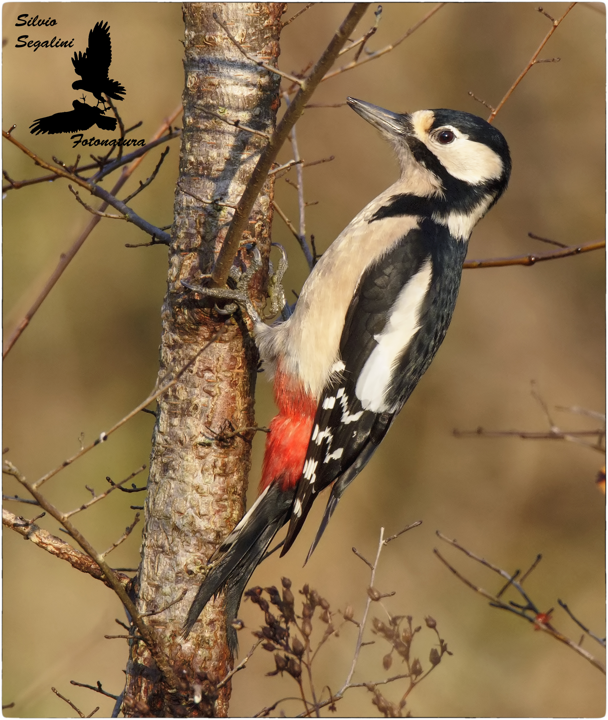 Picchio Rosso Maggiore