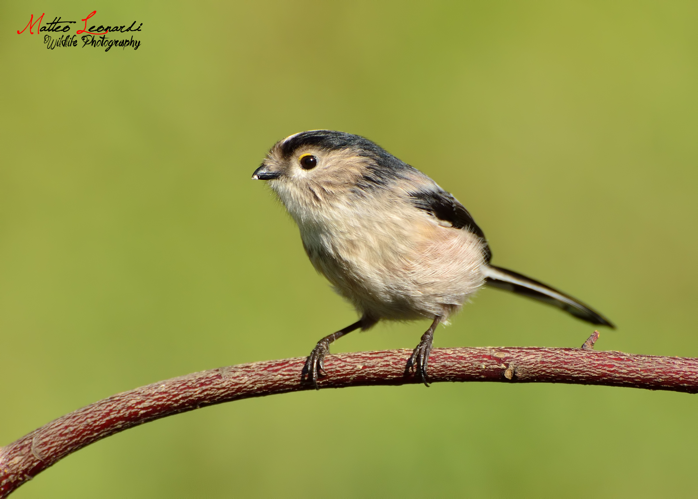 Long-tailed Tit