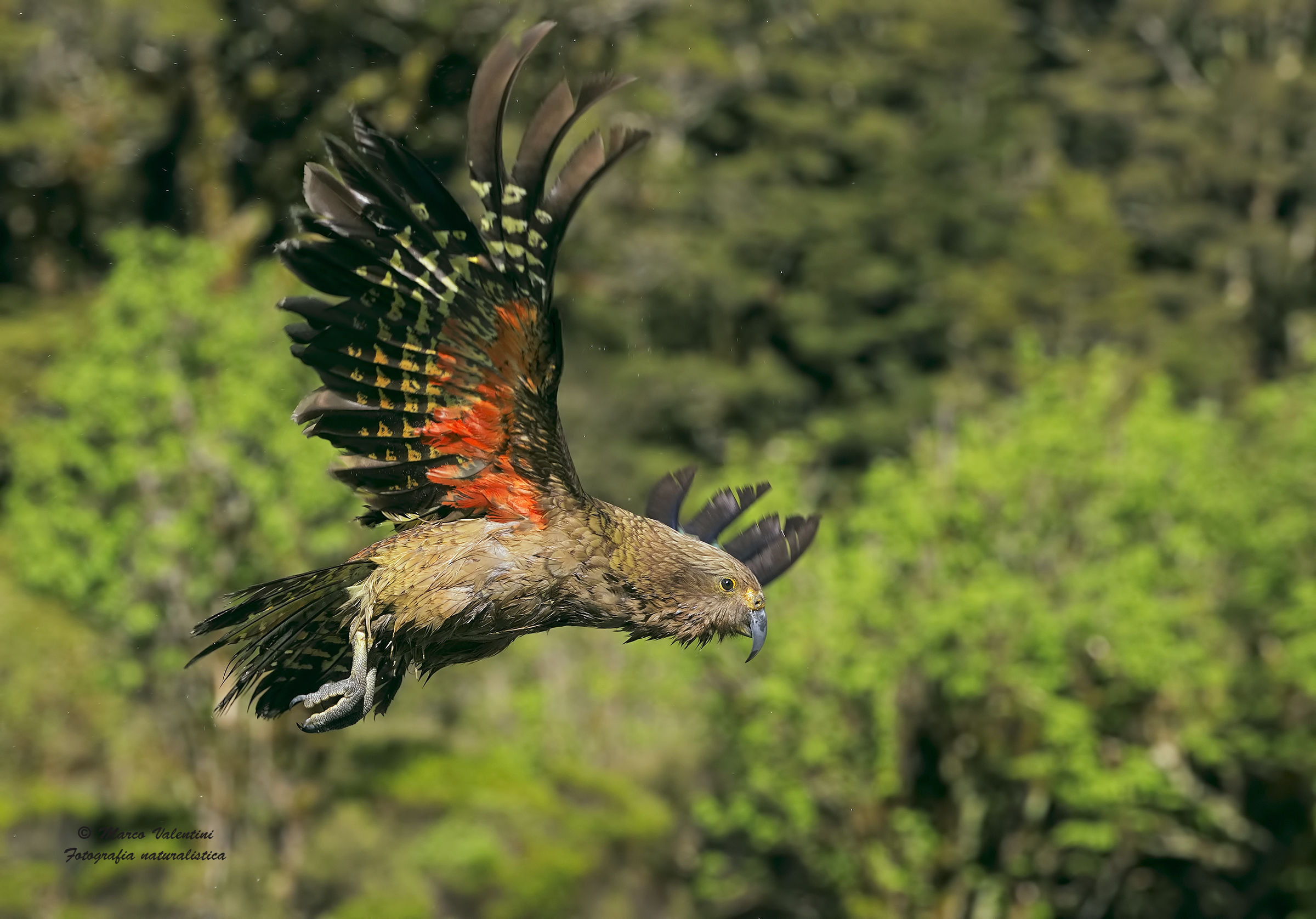 The flight of the kea