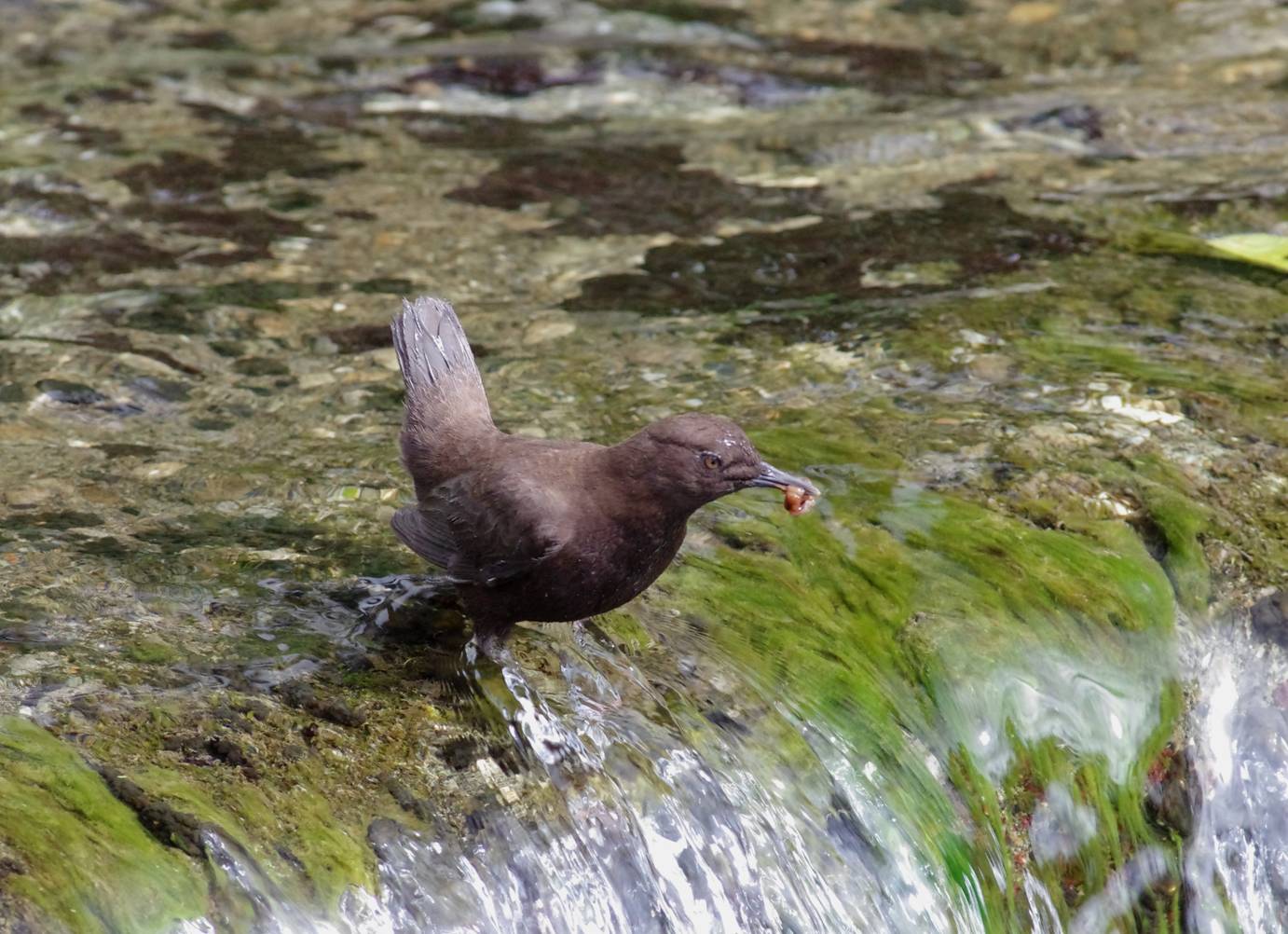 Brown Dipper