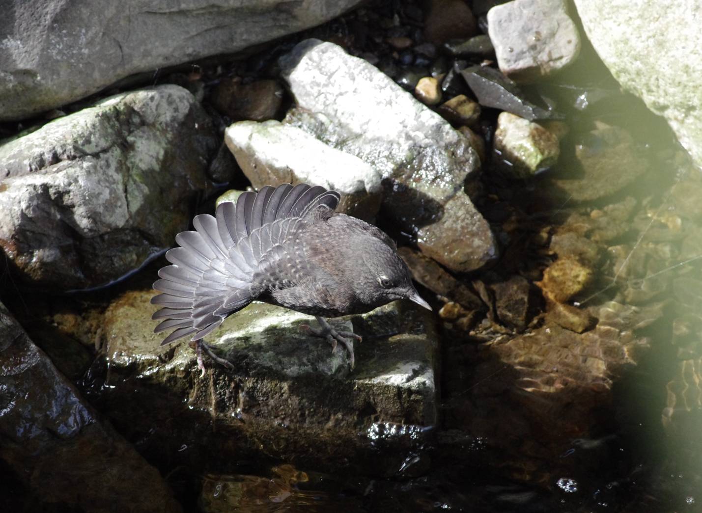 Brown Dipper(juvenile)