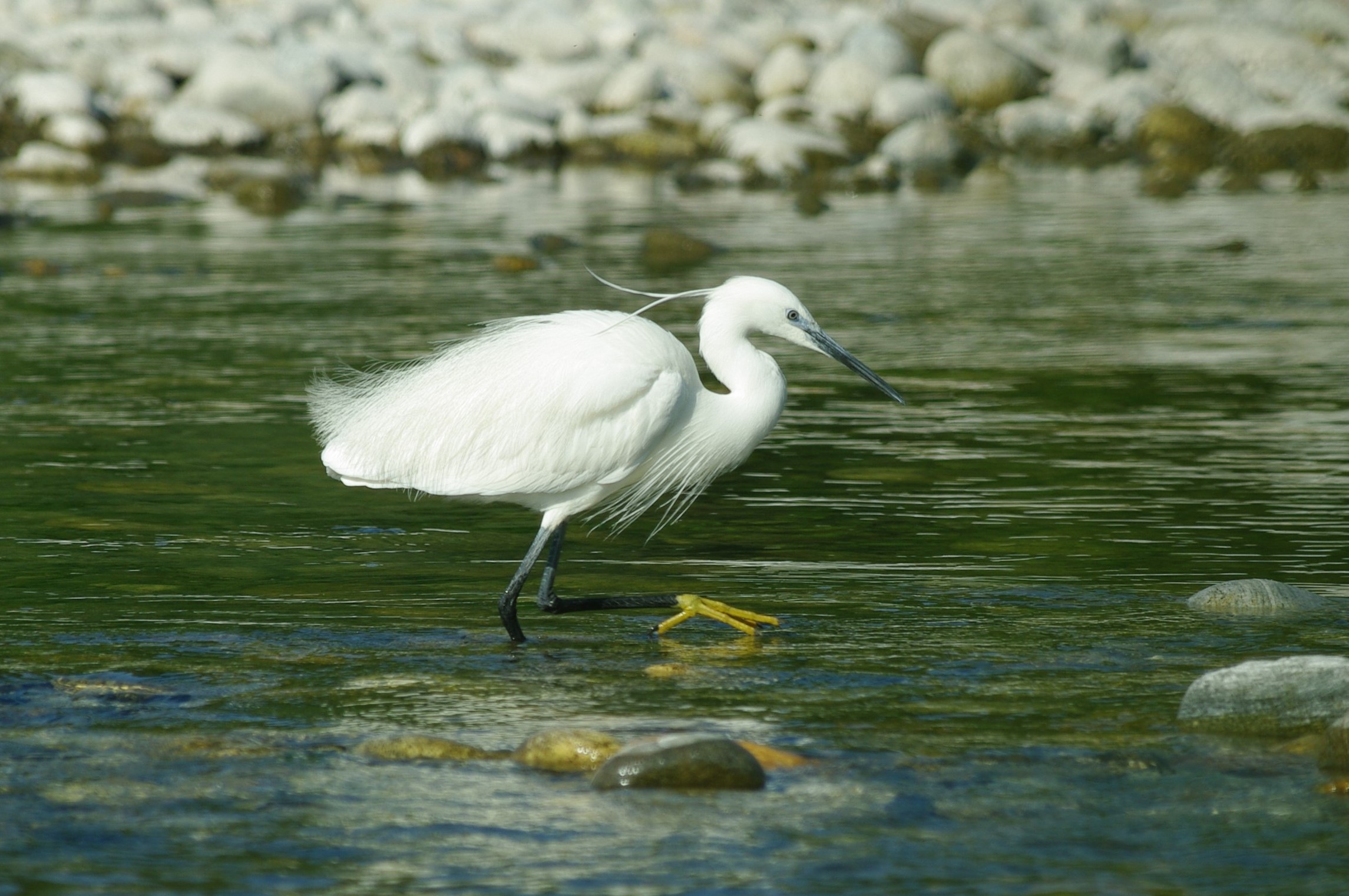 egret