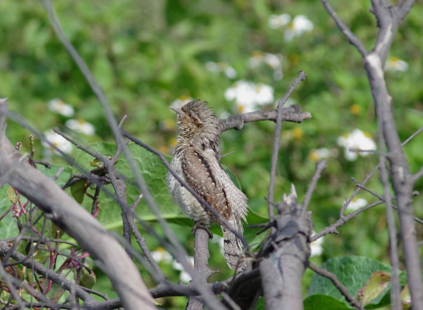 Eurasian Wryneck