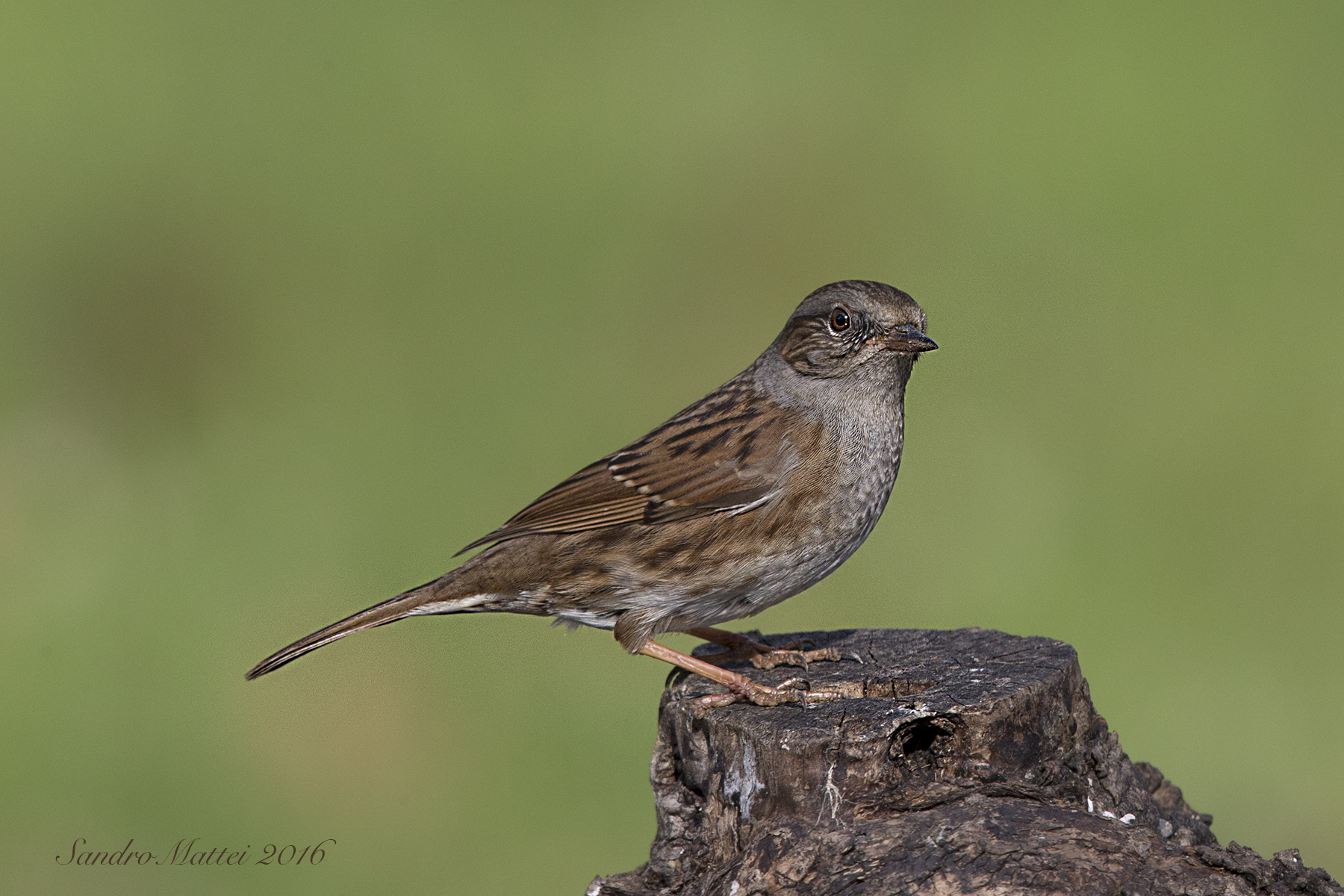 Dunnock