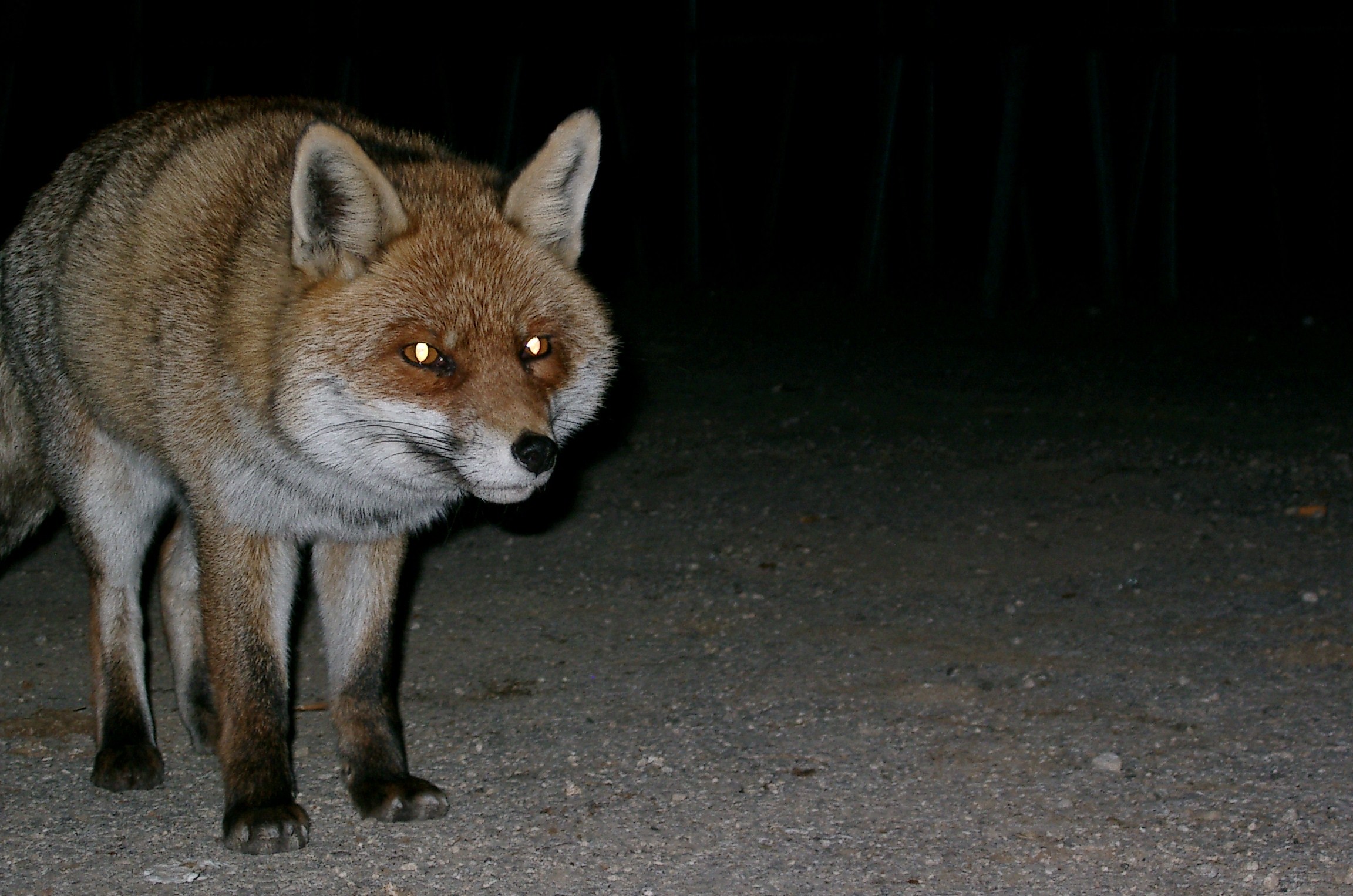 campo imperatore,solita volpe
