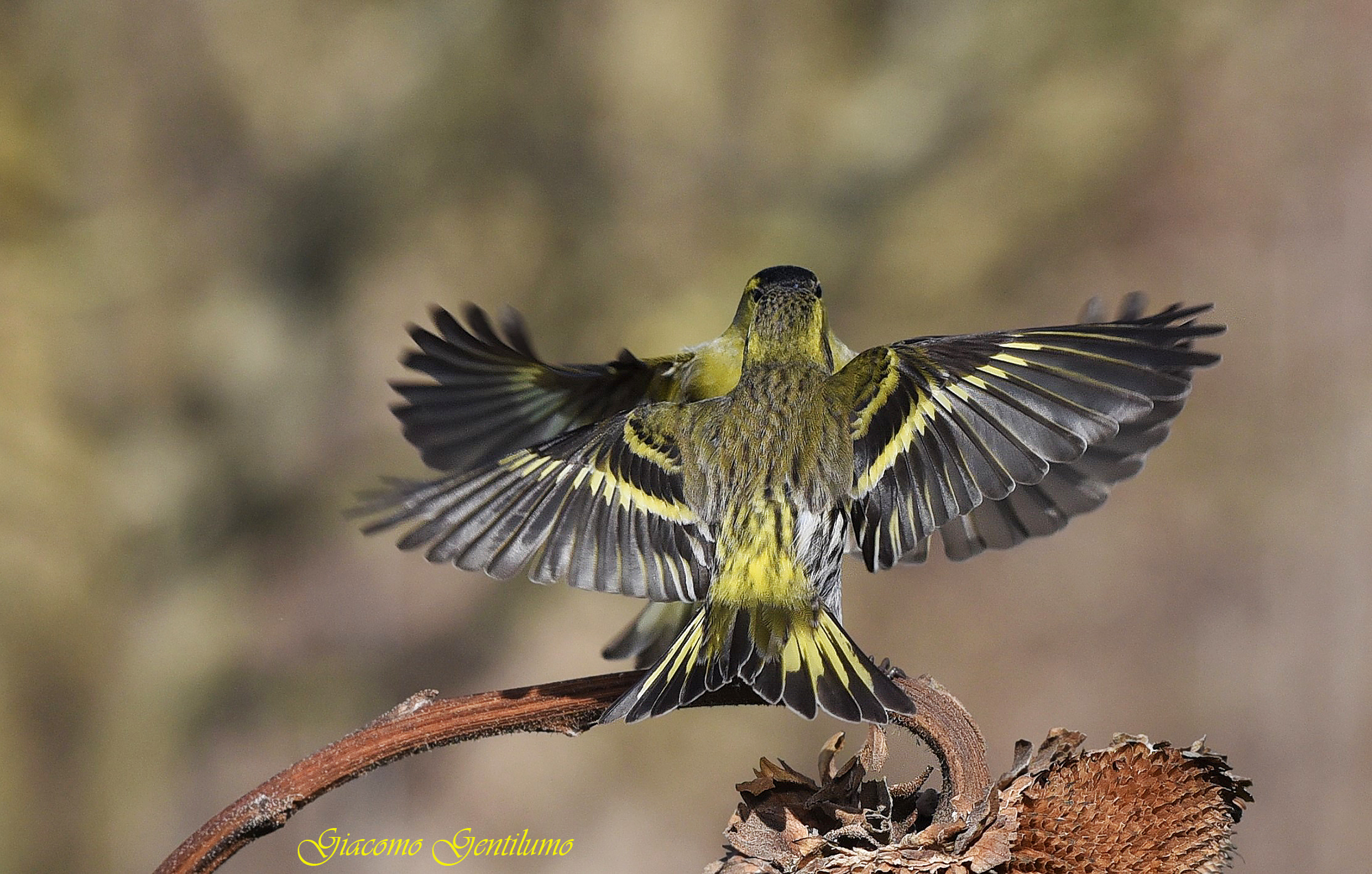 lucherini (il ballo)