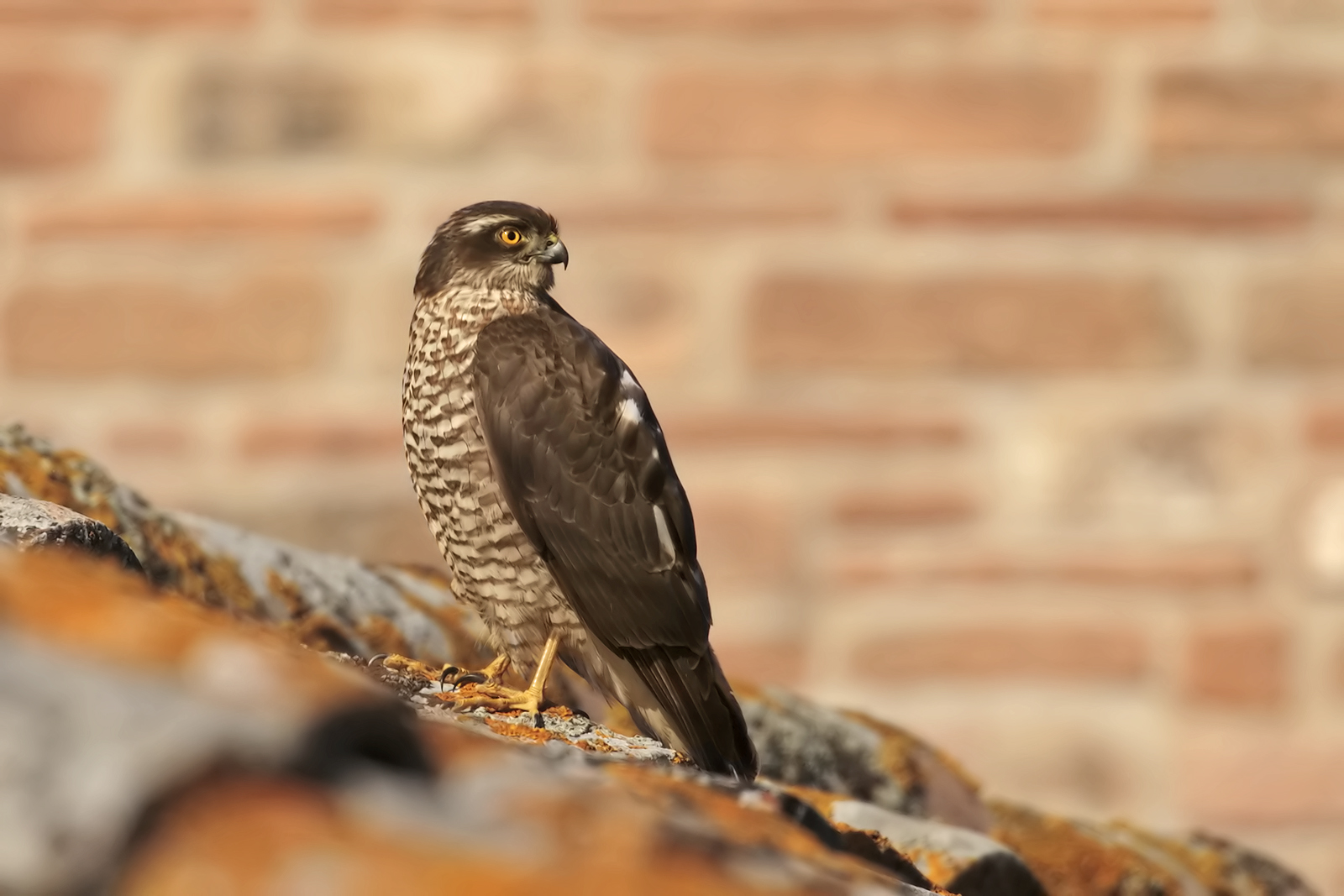 Sparrowhawk ... my first Sparrowhawk!