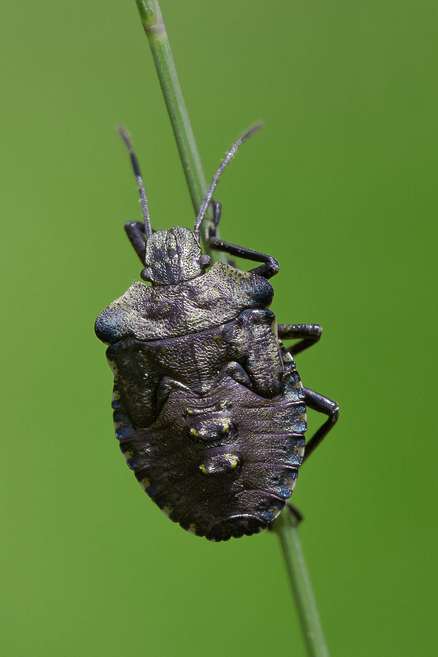 Pentatoma Rufipes