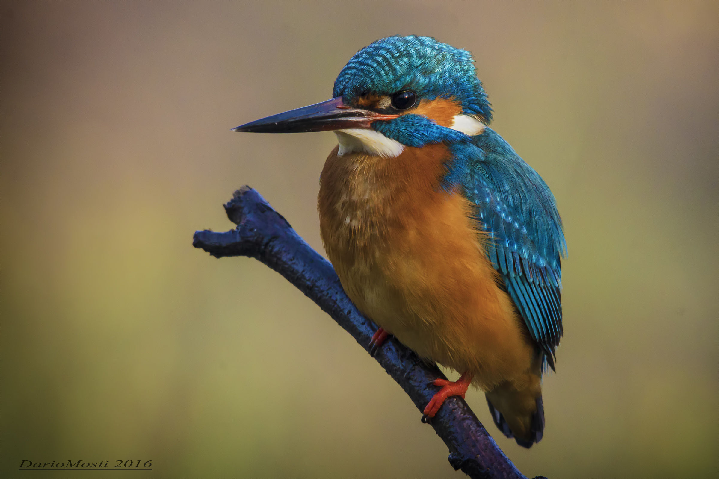 Martino alle prime luci.