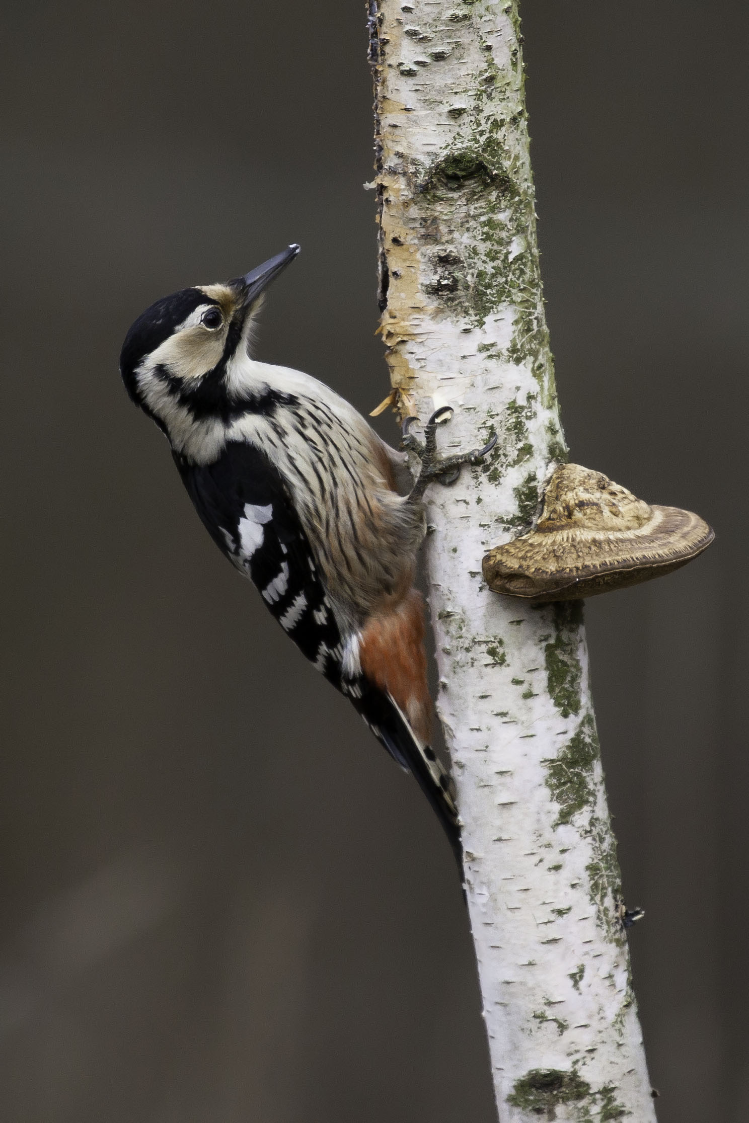 White-backed woodpecker