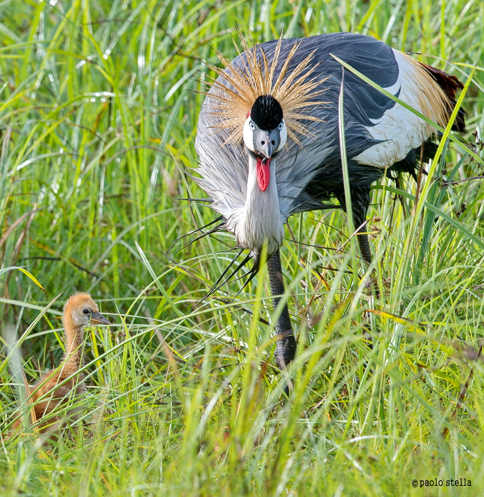 crowned crane with the small