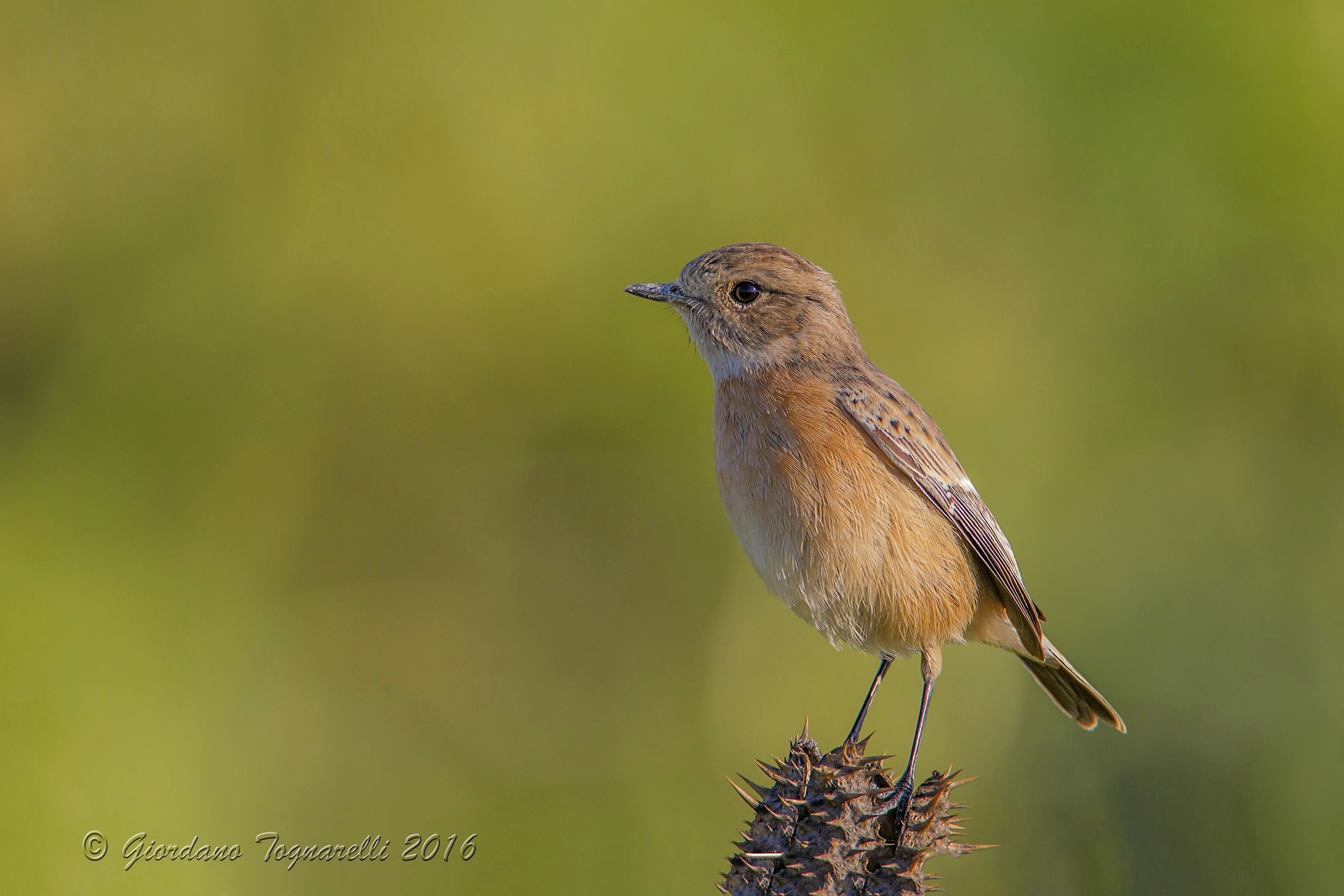 stonechat F