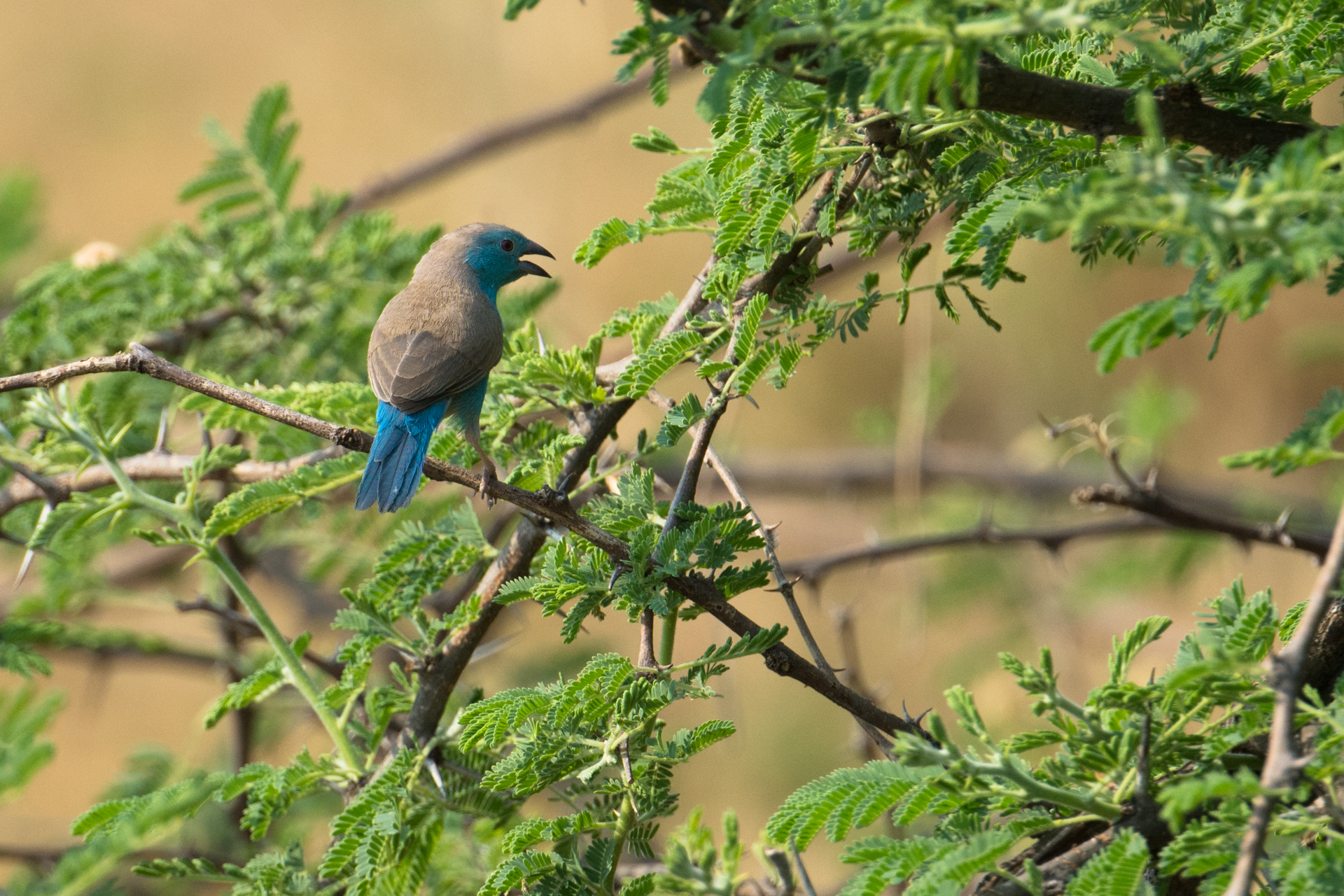 Uraeginthus Angolensis