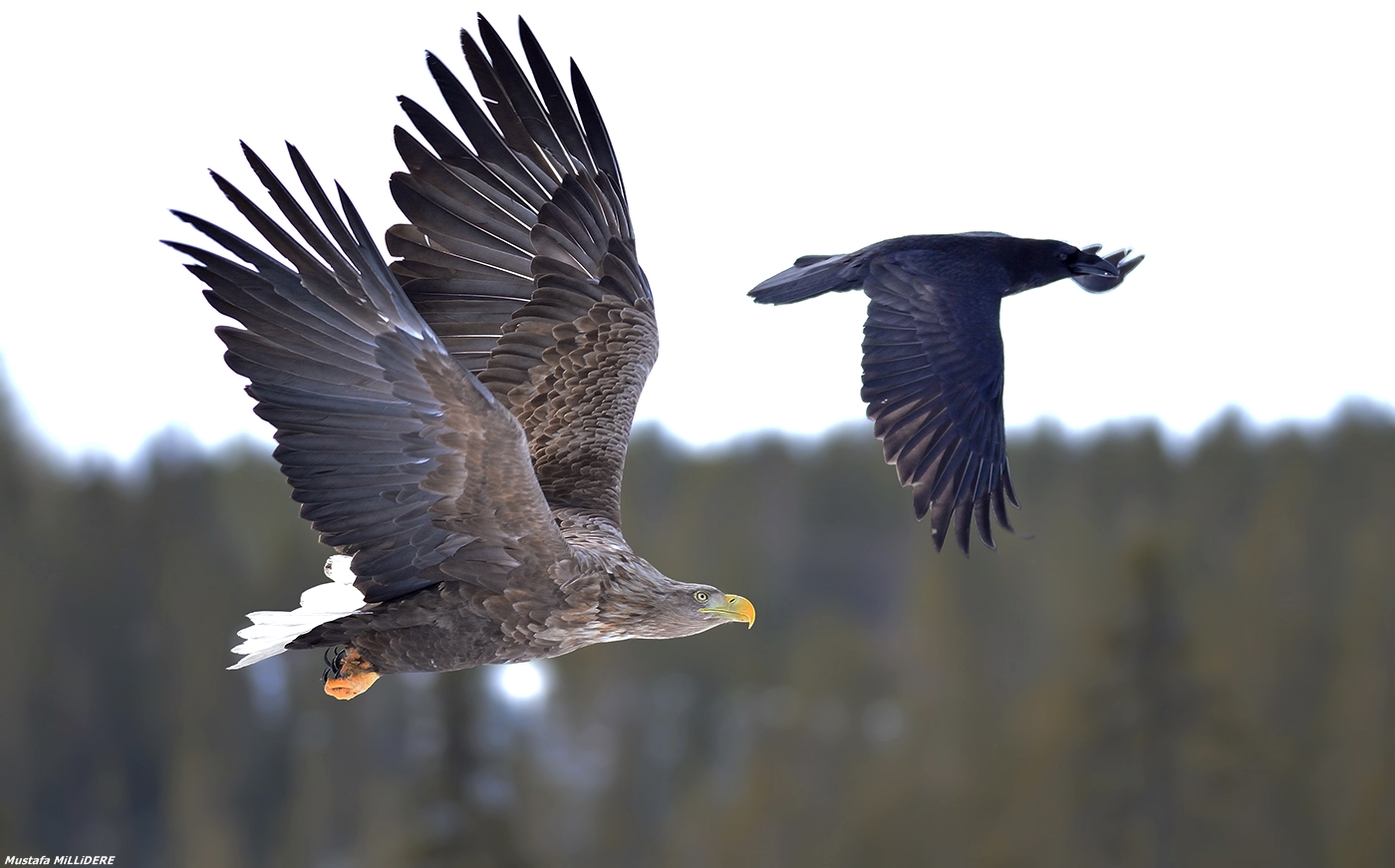 White Tailed Eagle ...