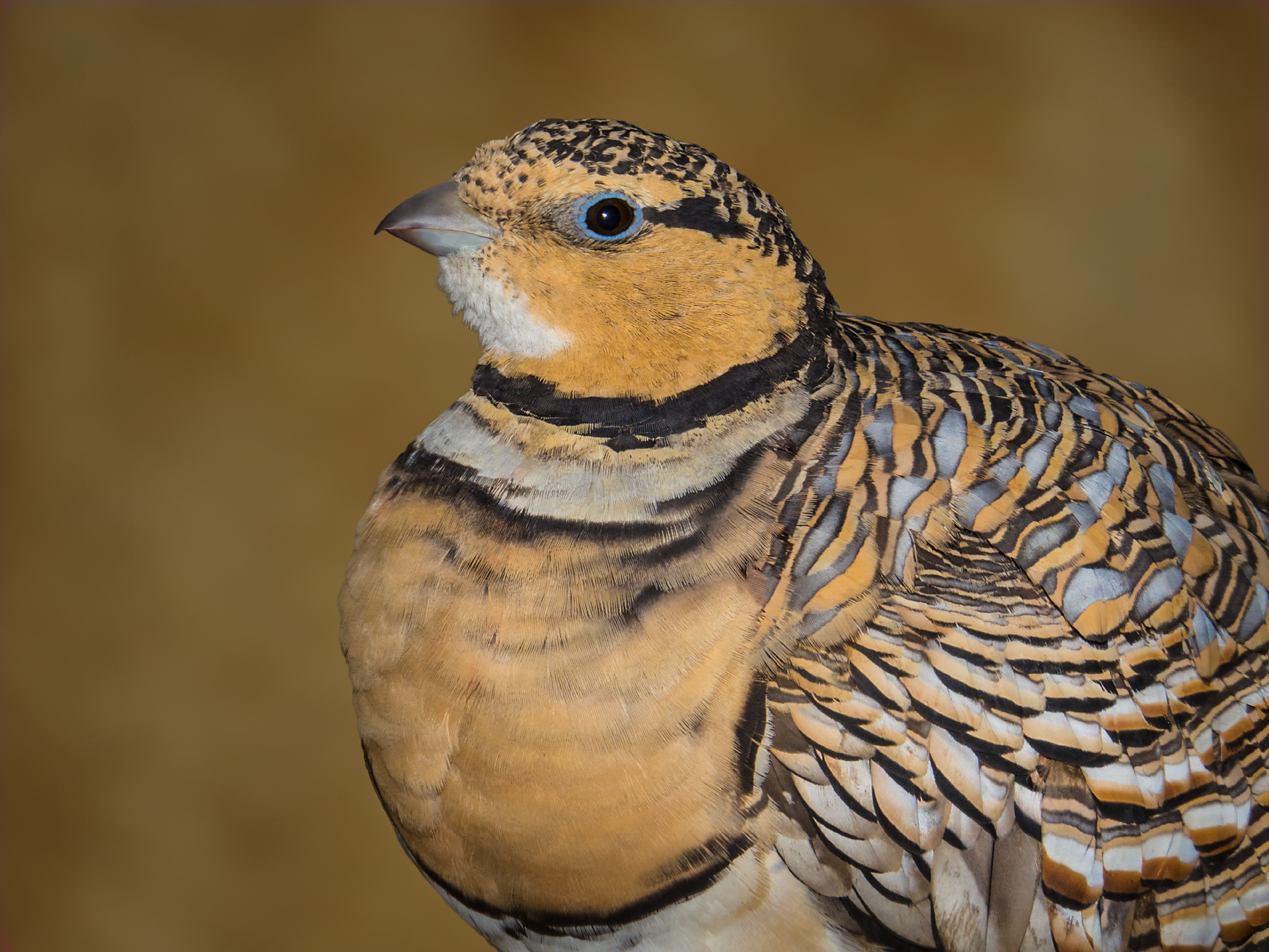 Pin-tailed Sandgrouse - Female