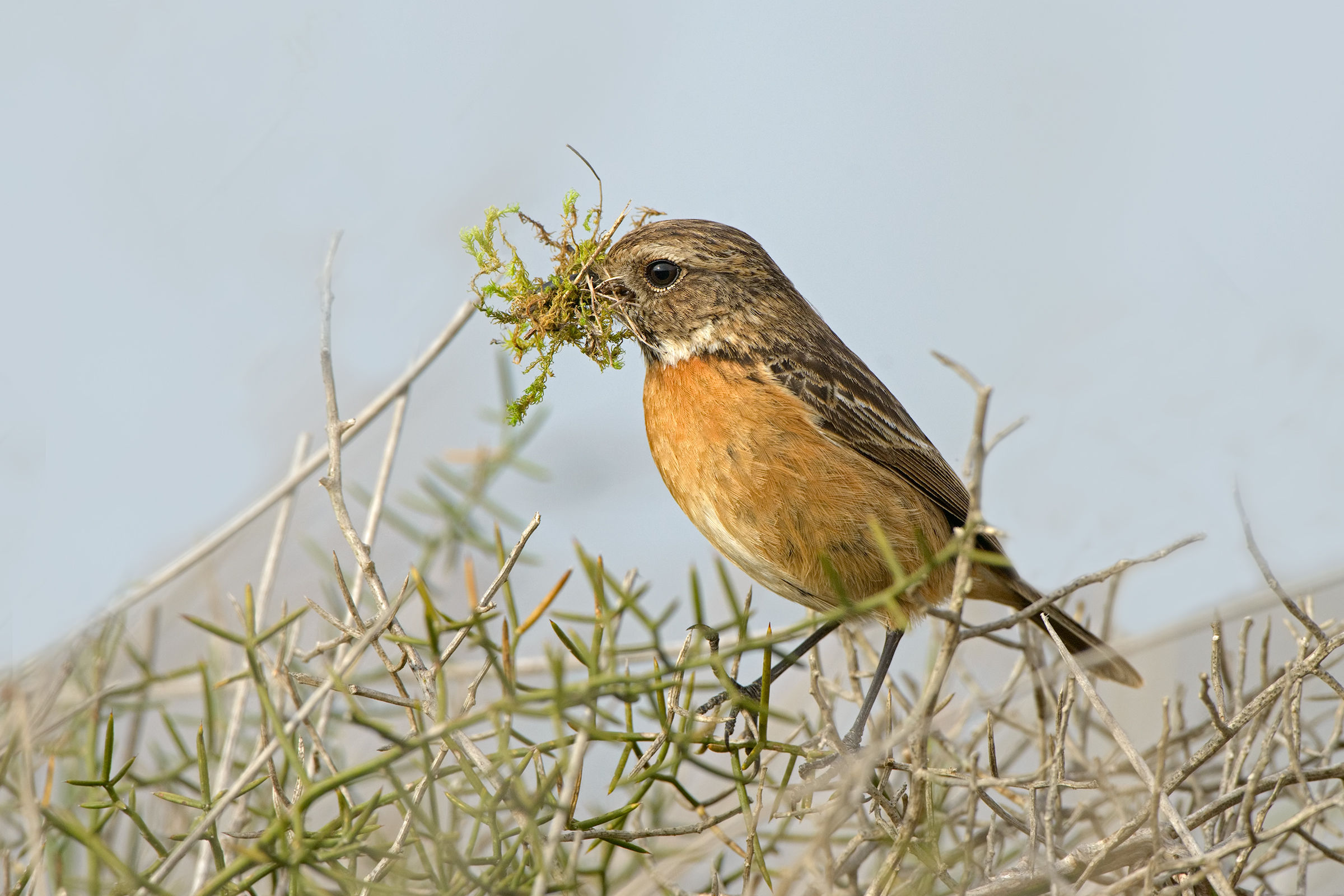 vegana ?...saltimpalo femmina, allestimento del nido.