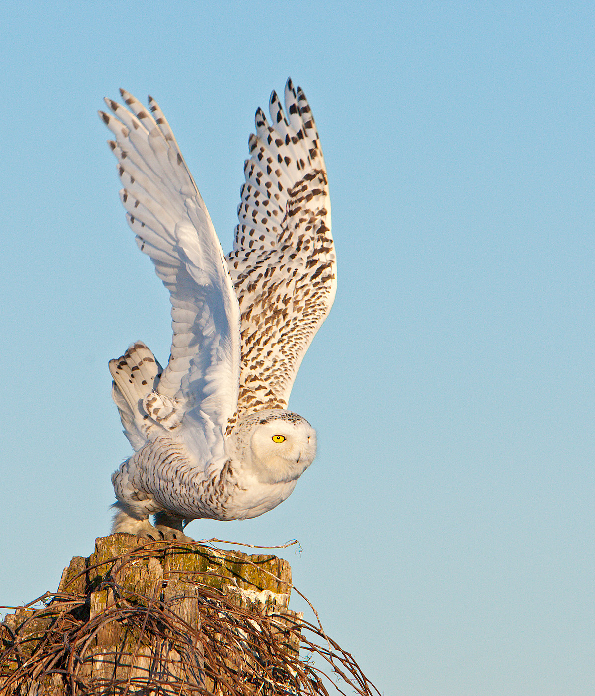 Civetta delle nevi femmina, Ontario, Canada