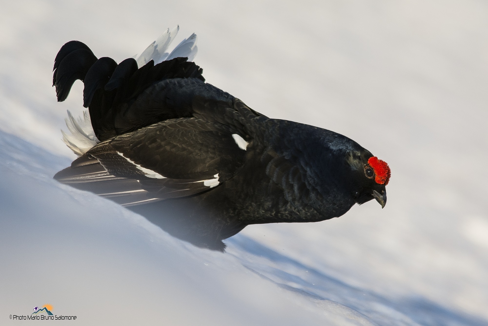 The devil alp. Lirurus tetrx