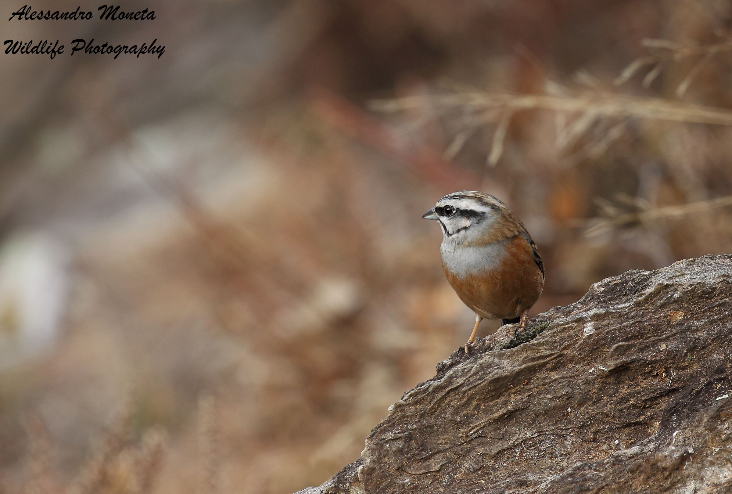 Zigolo muciatto ambientato