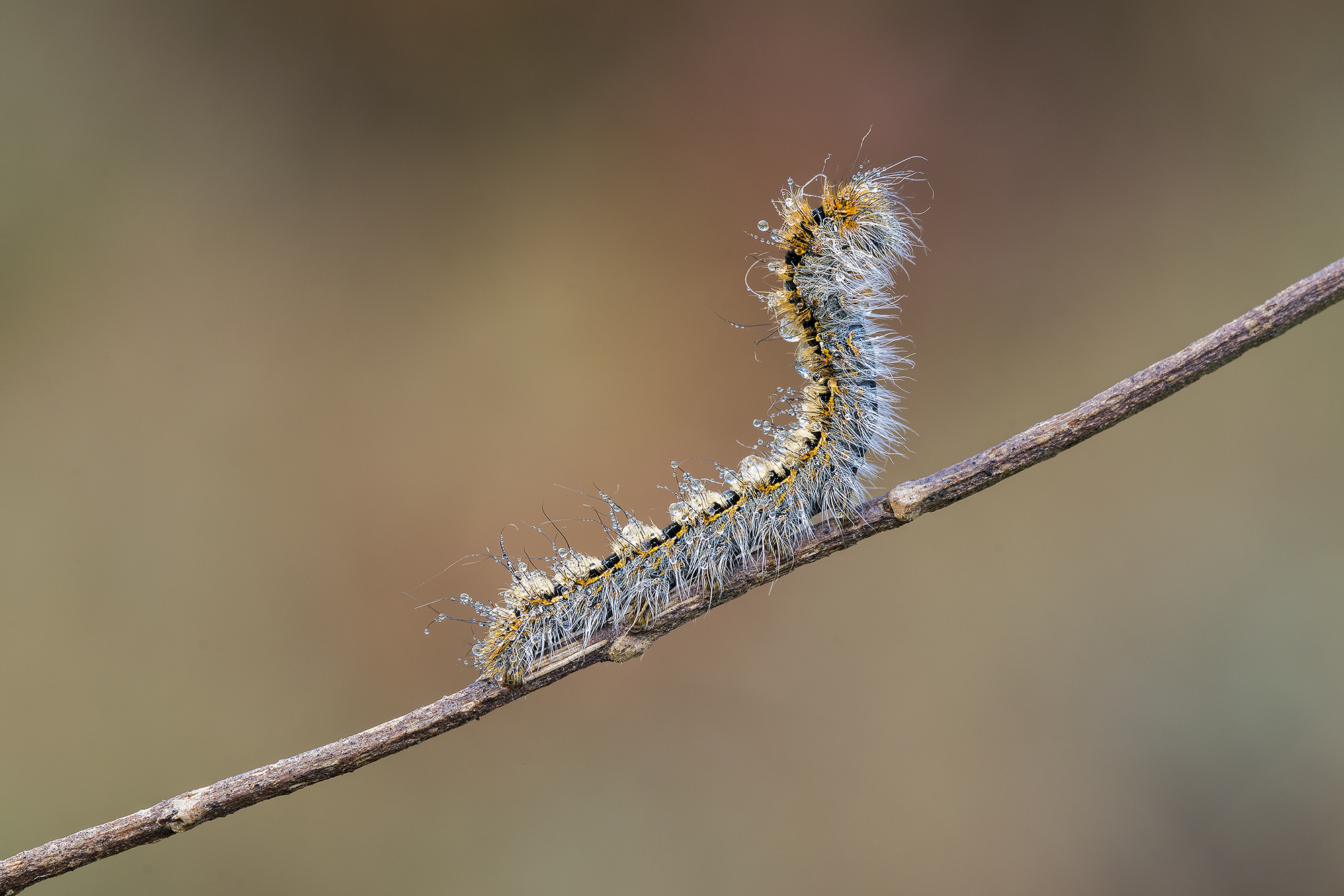 hairy caterpillar