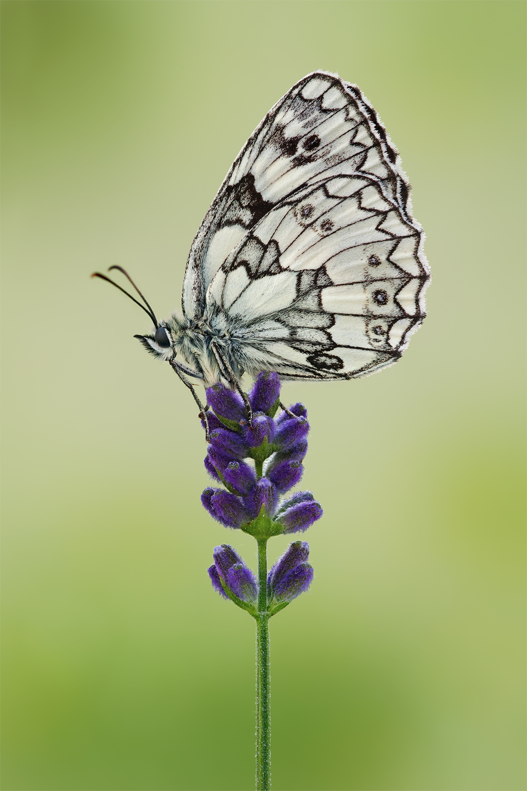 Melanargia galathea