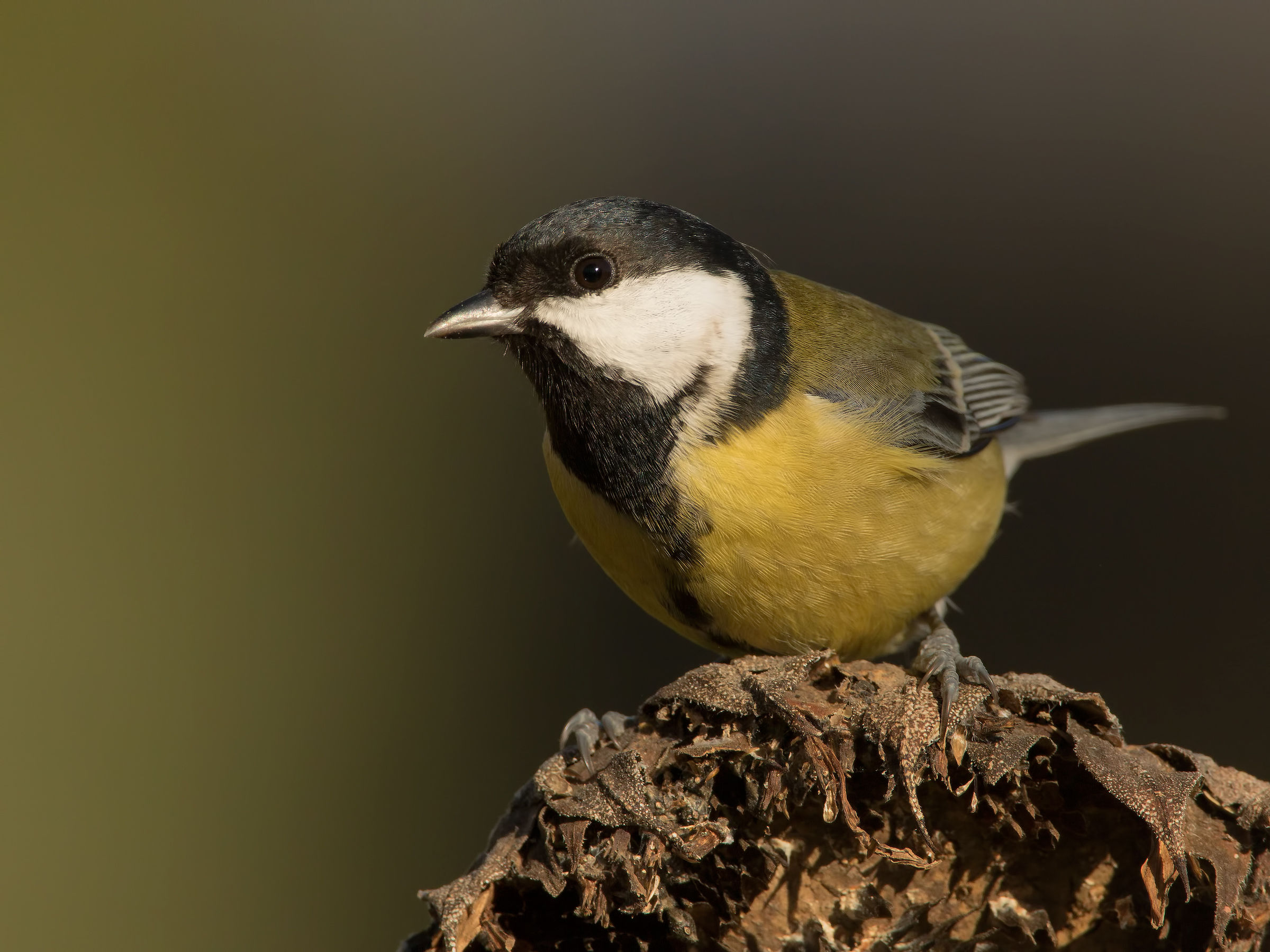 titmouse in a dream (nightmare !!!)