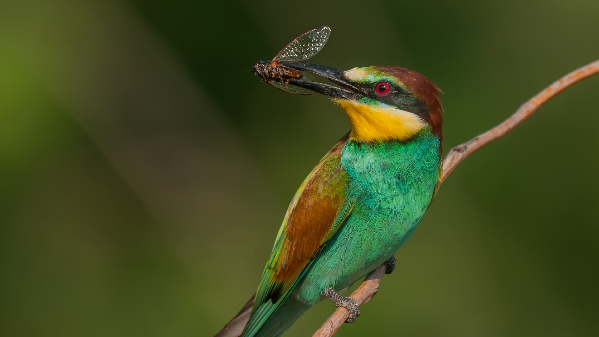 Gruccione europeo »Merops apiaster