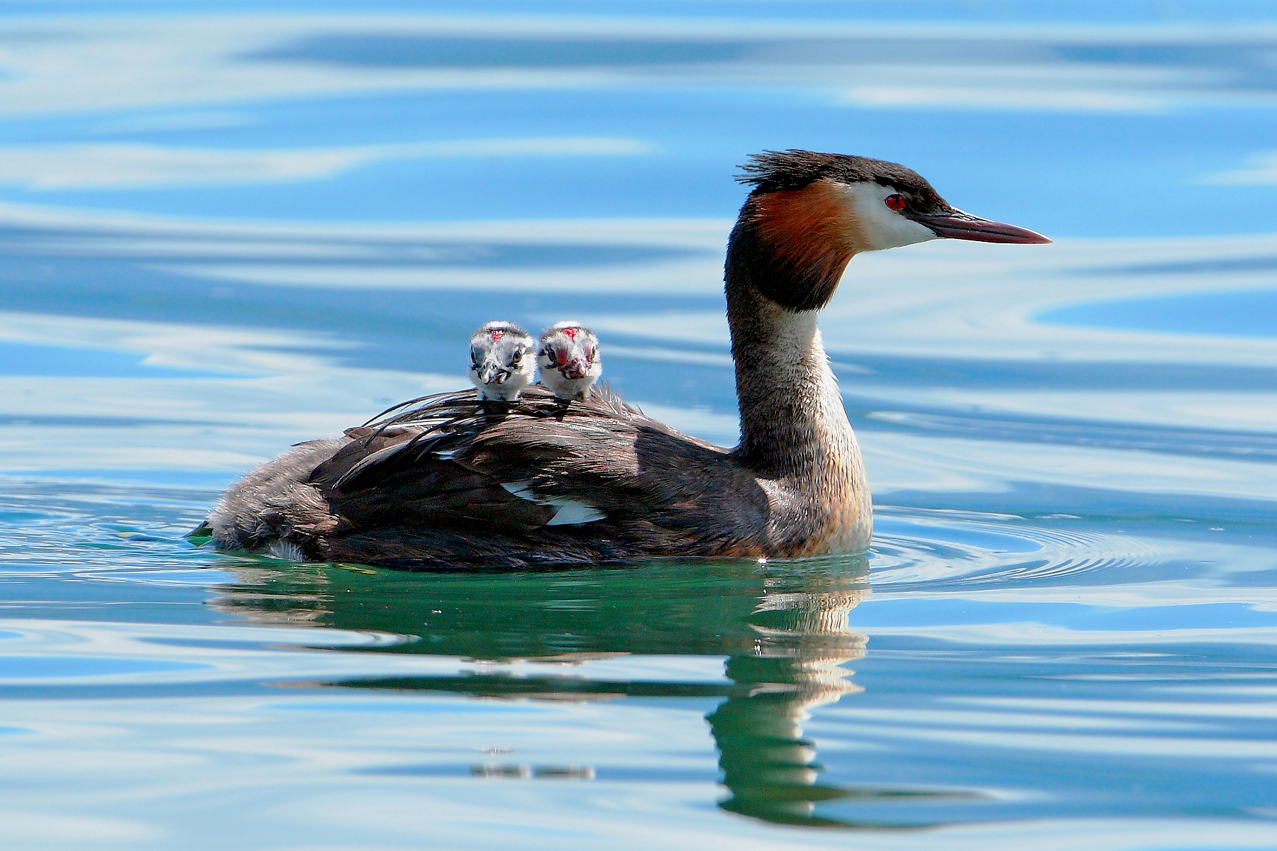 mother grebe - Lake Iseo -