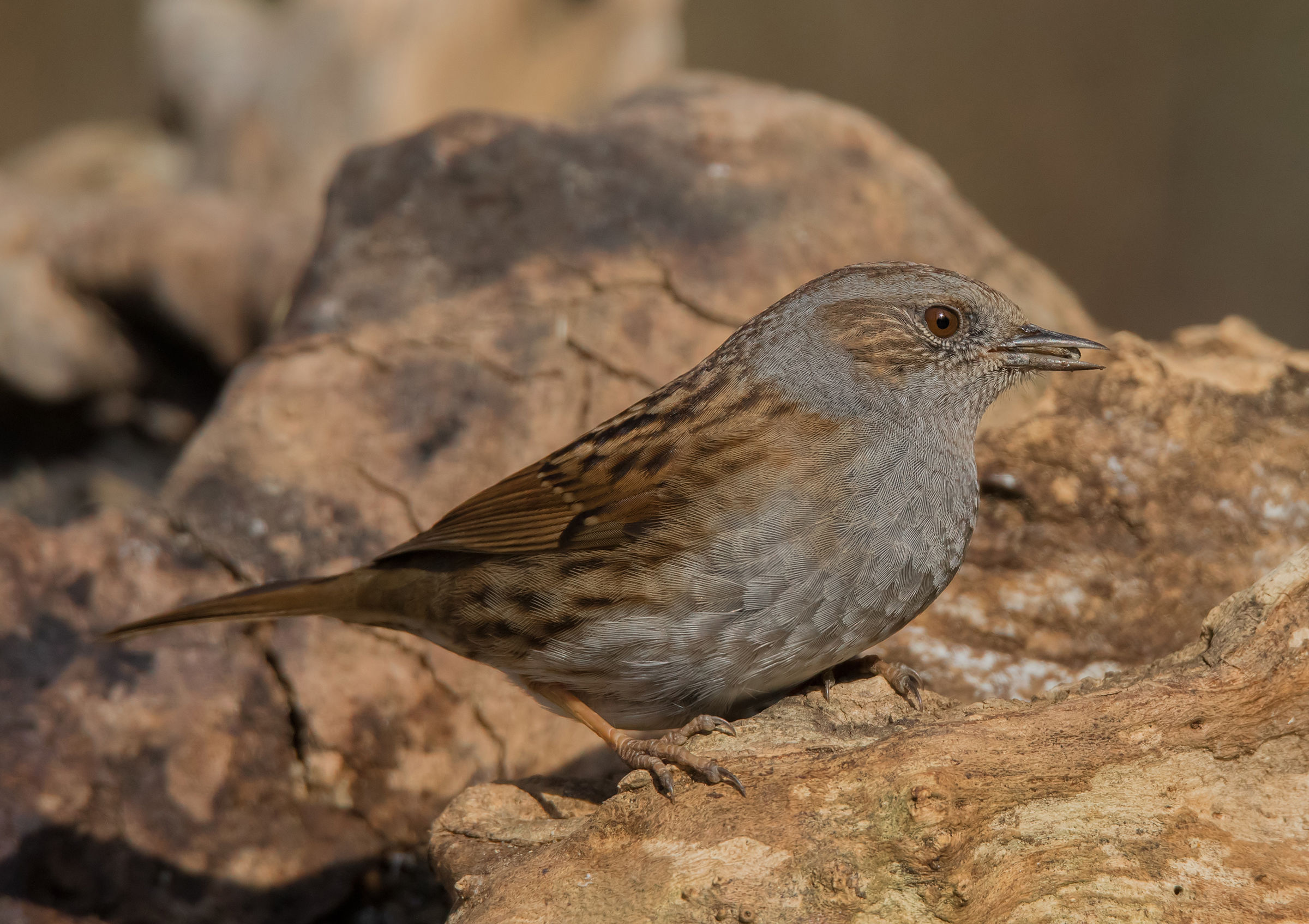 Dunnock