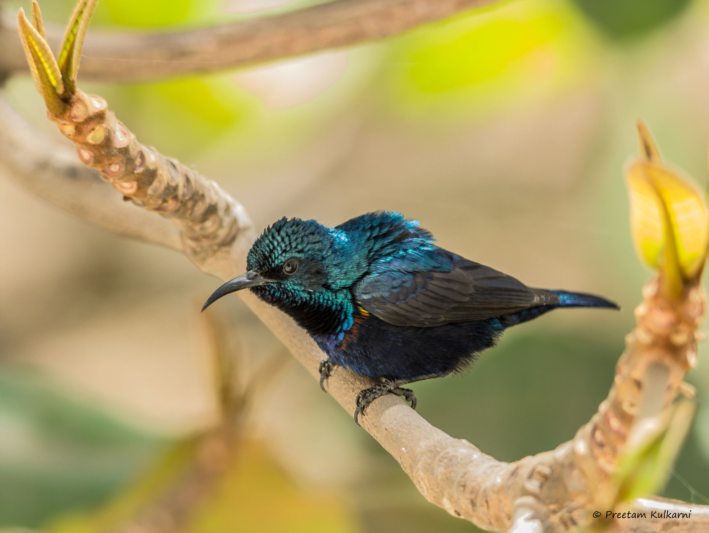 Viola Sunbird