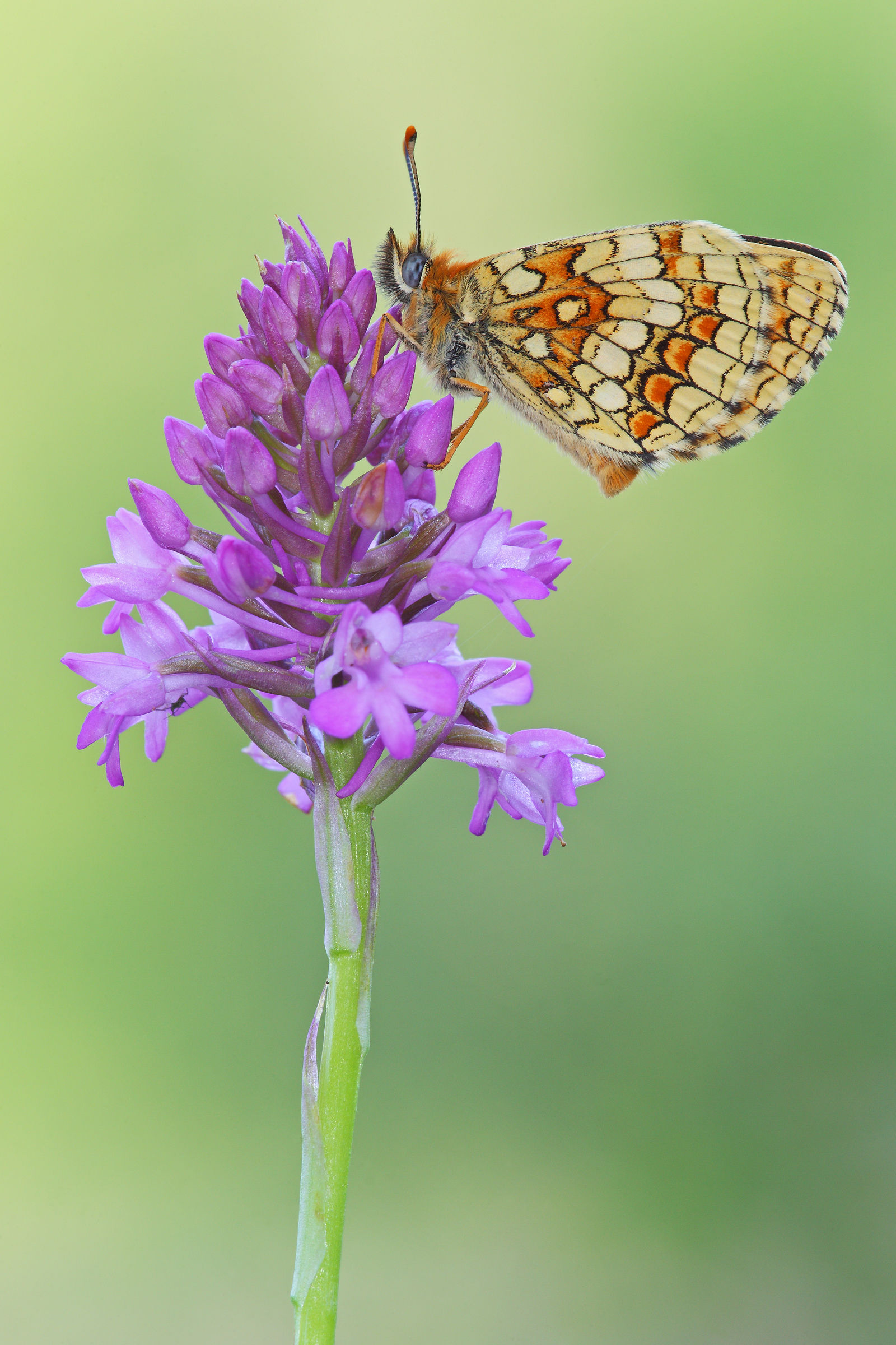 Melitaea Athalia of Anacamptis pyramidalis