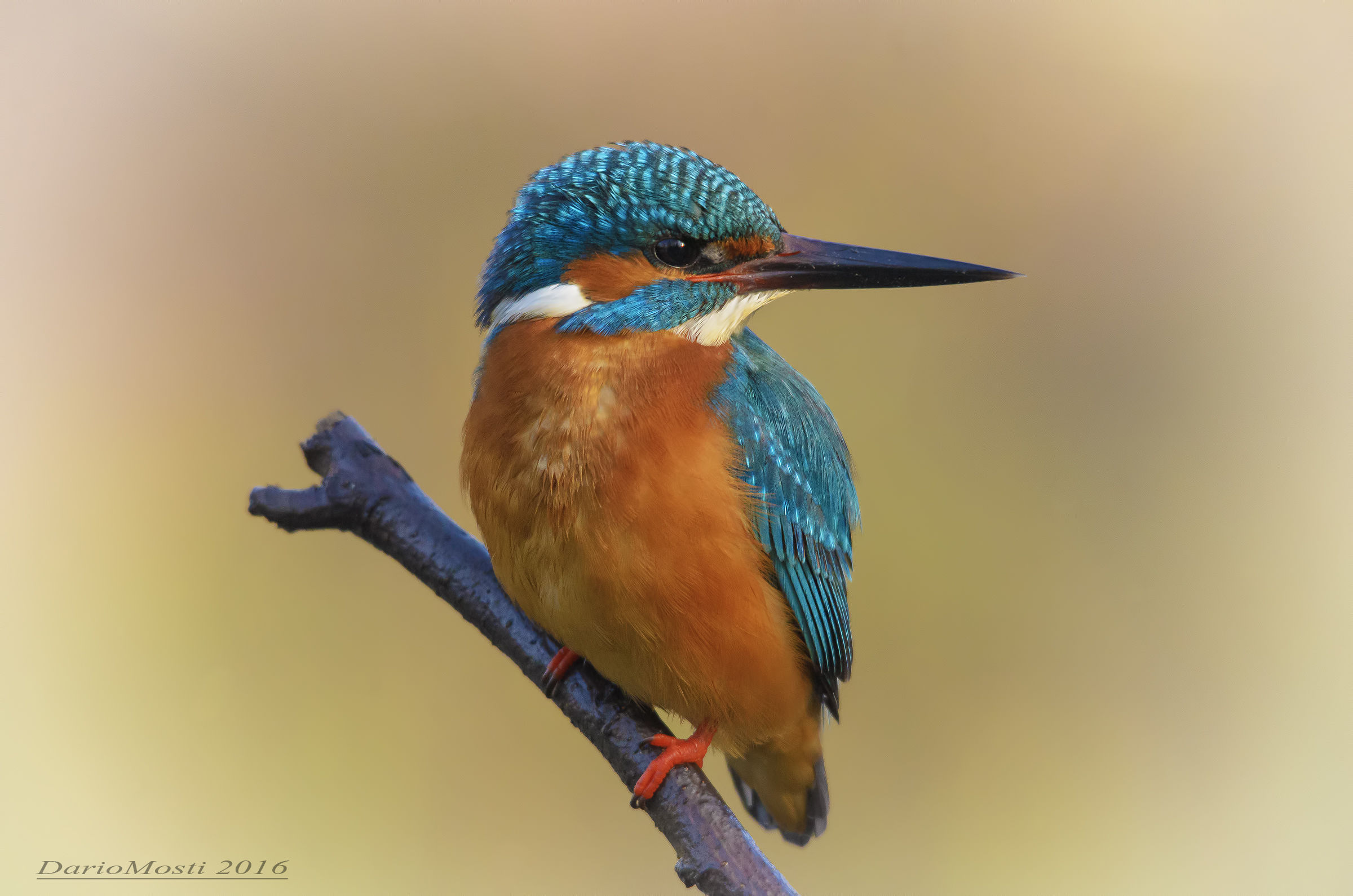 kingfisher