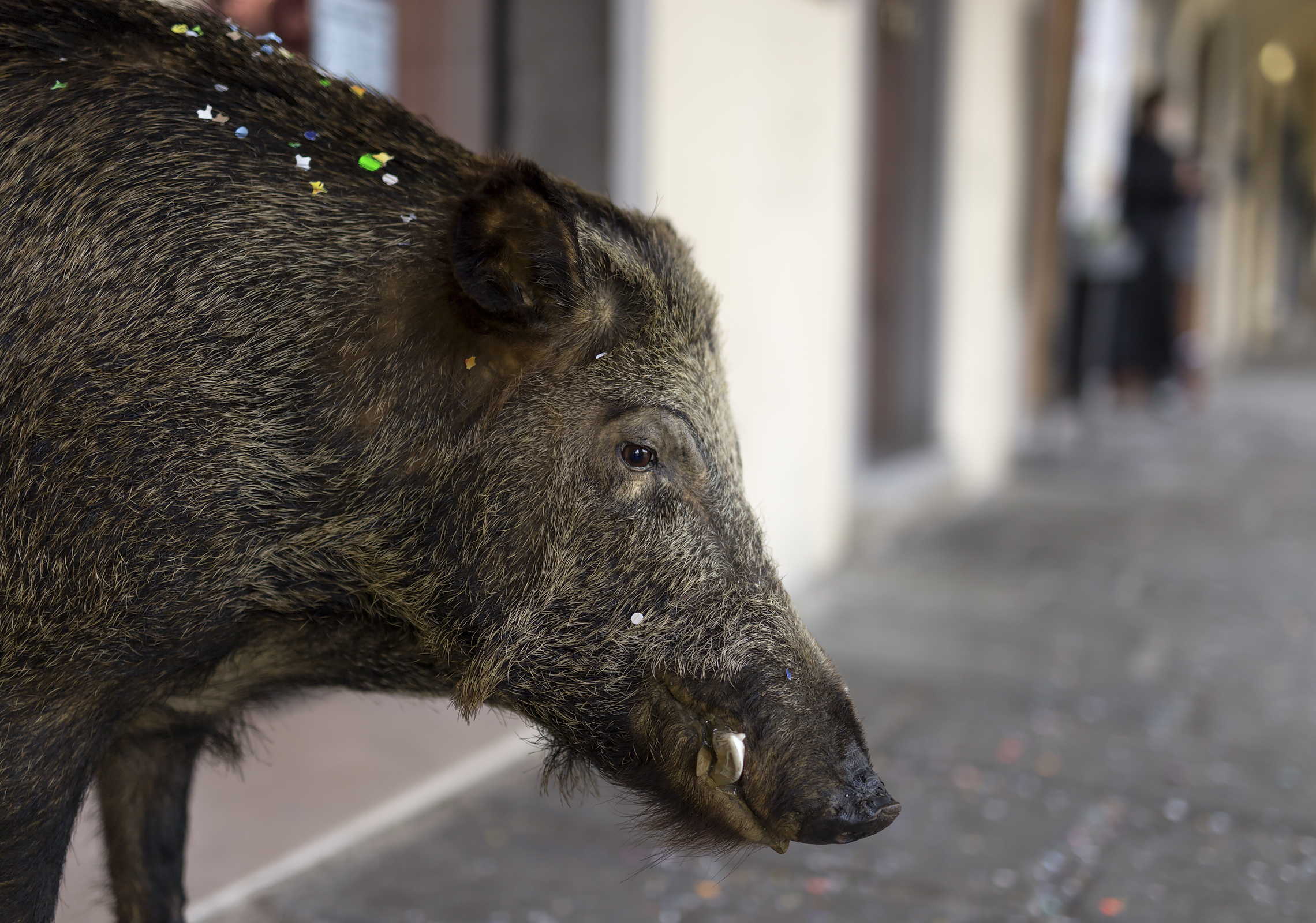 Io oooodiooo il carnevale!