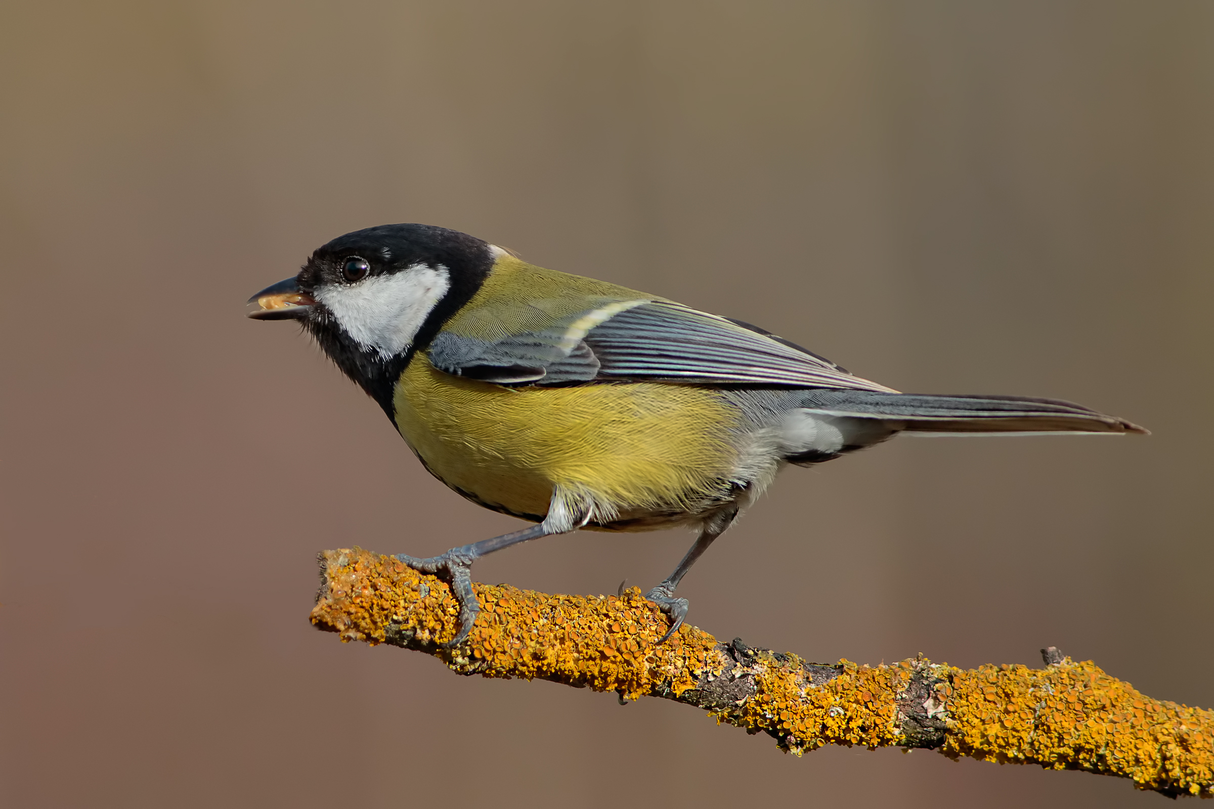 Great Tit (Parus major)