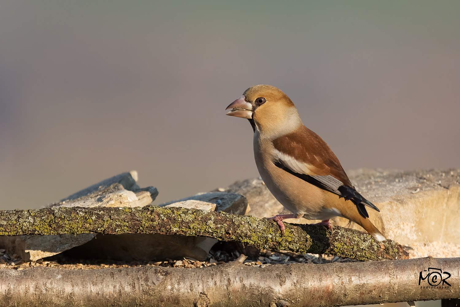 Grosbeak Common (Coccothraustes coccothraustes)