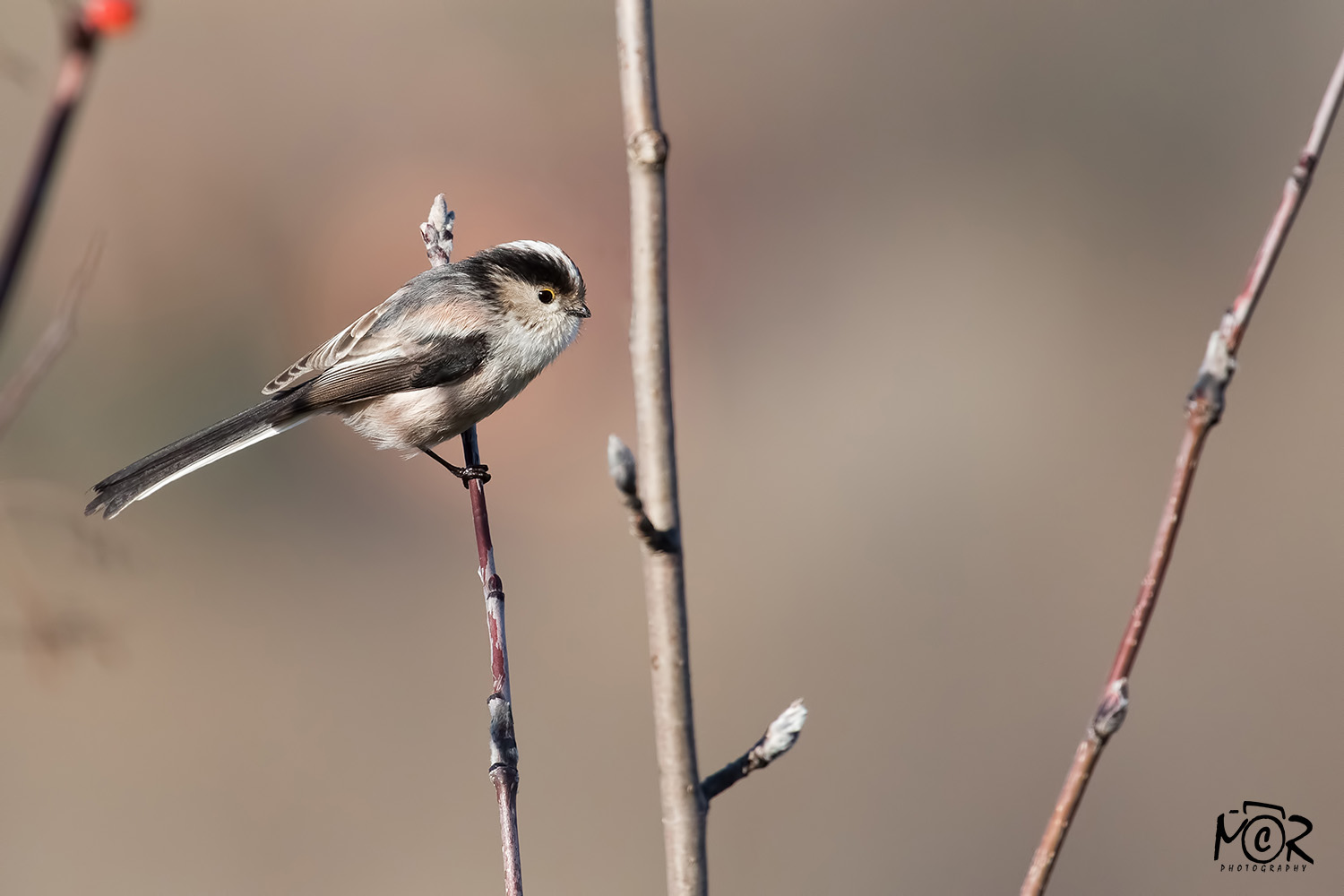 Long-tailed Tit (Aegithalos caudatus)