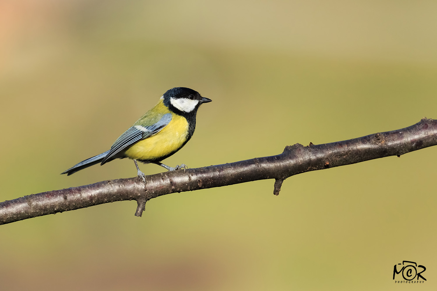Great Tit (Parus major)