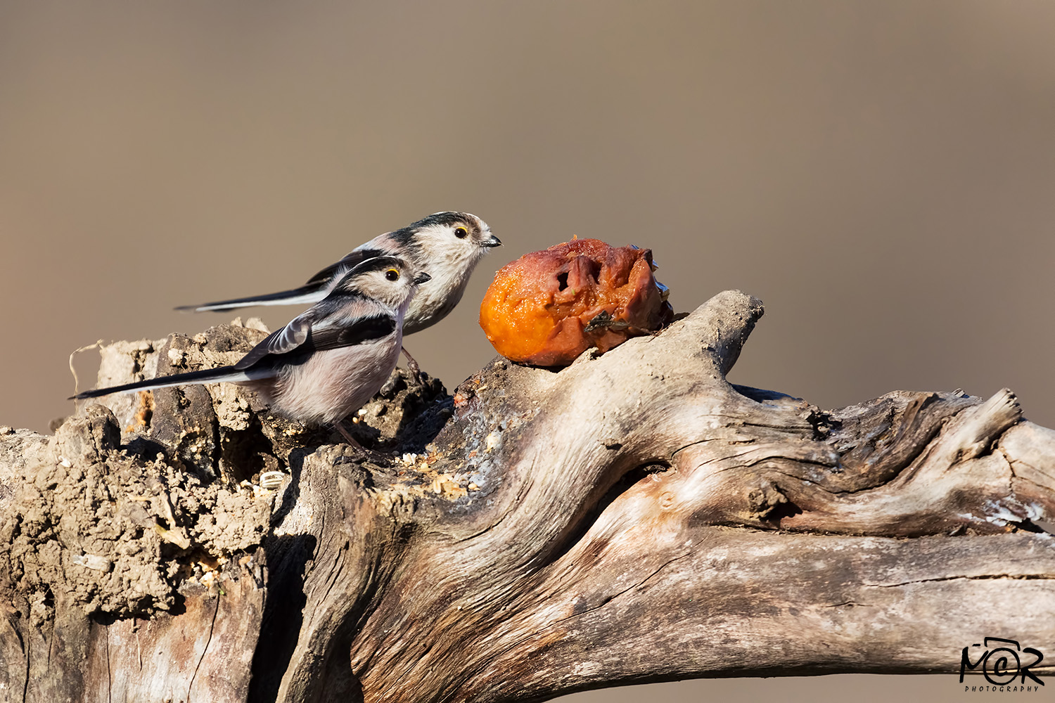 long-tailed tits Hungry