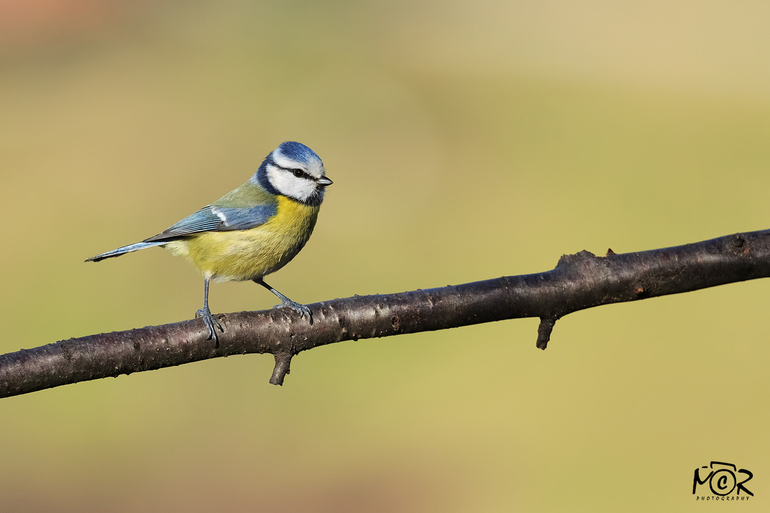 Blue Tit (Cyanistes caeruleus)