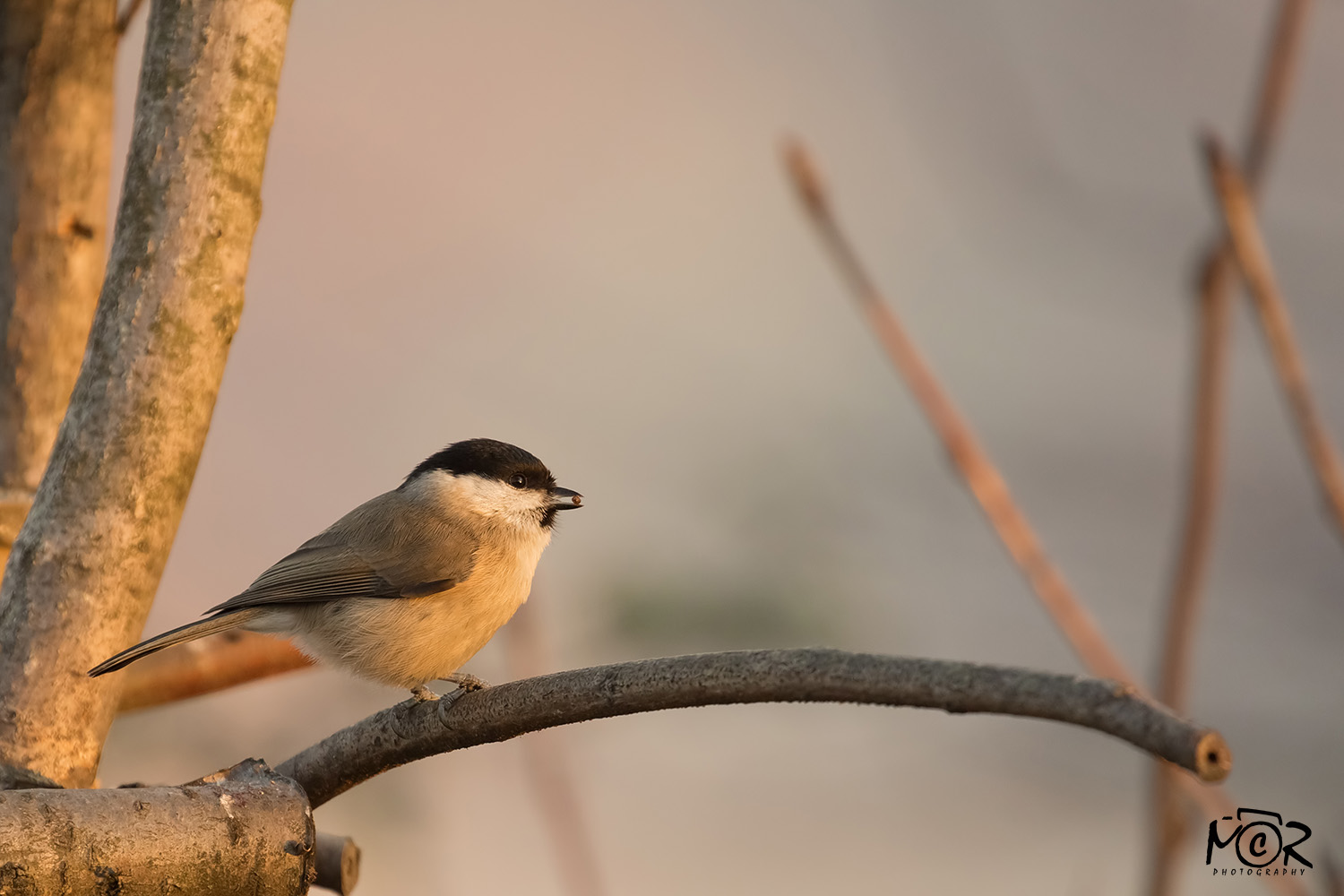 Bigia Tit (Poecile palustris)